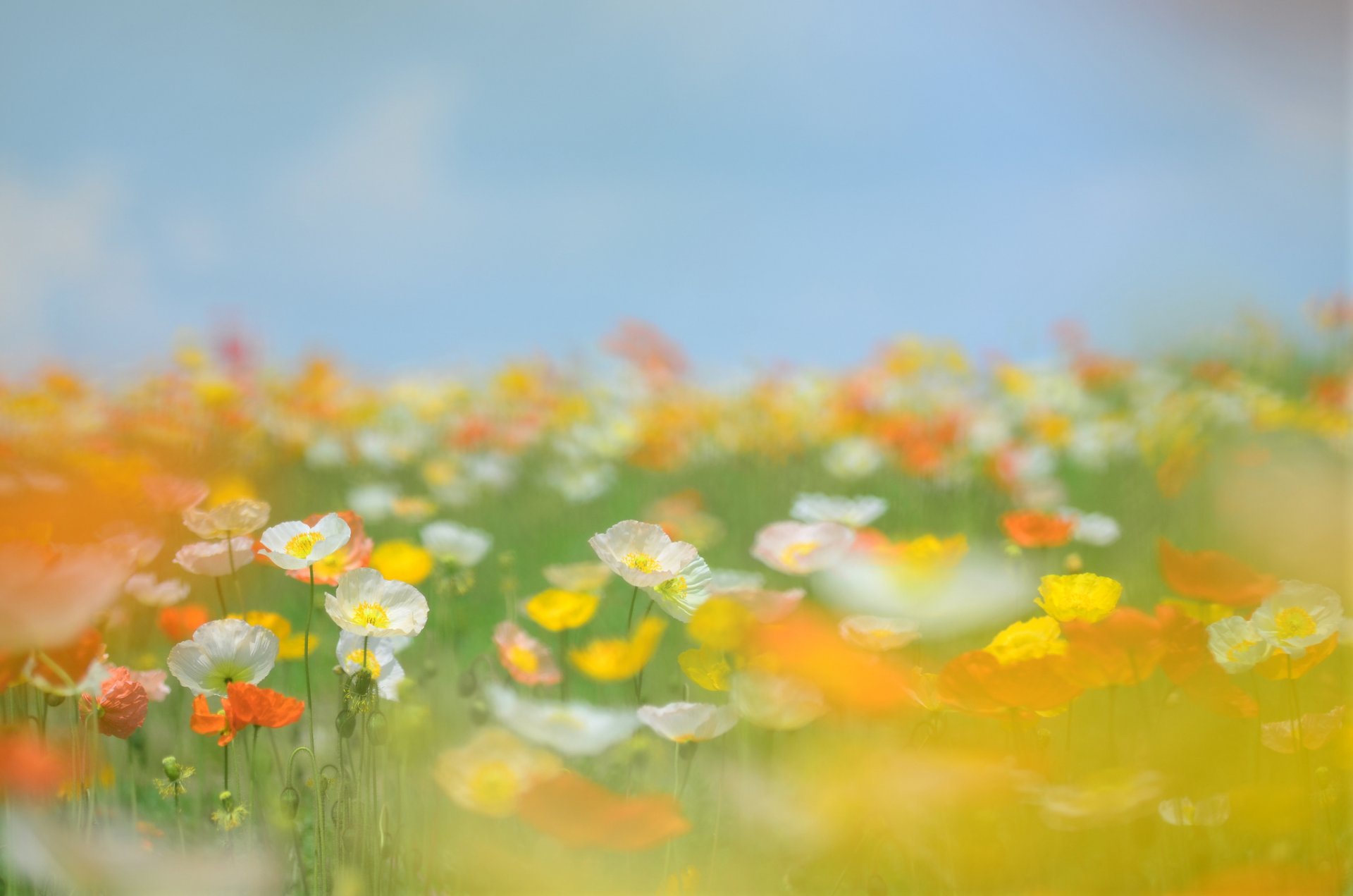 amapolas flores amarillo naranja blanco tallos hierba campo claro cielo verano borrosidad ternura