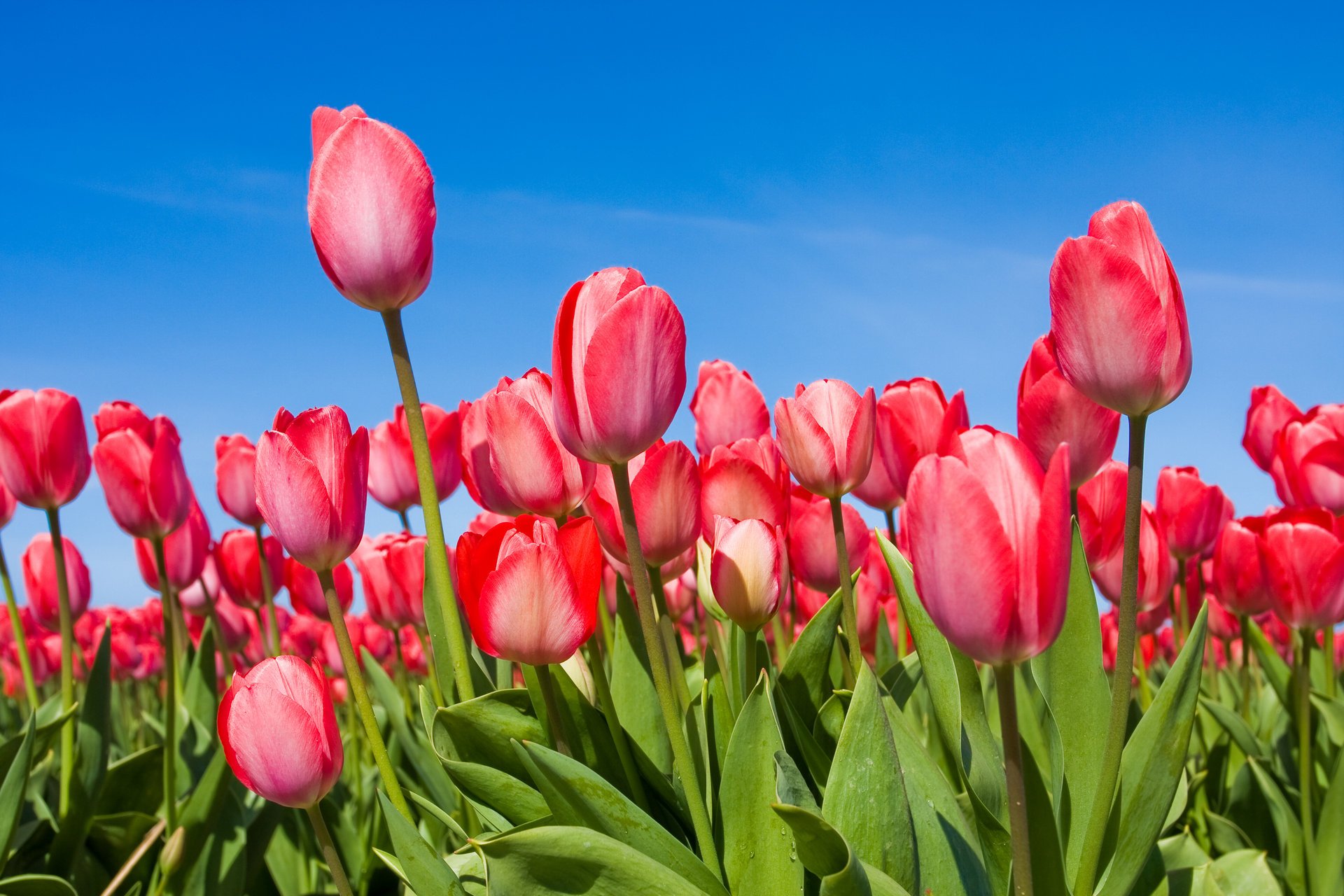 tulipanes flores brotes primavera cielo