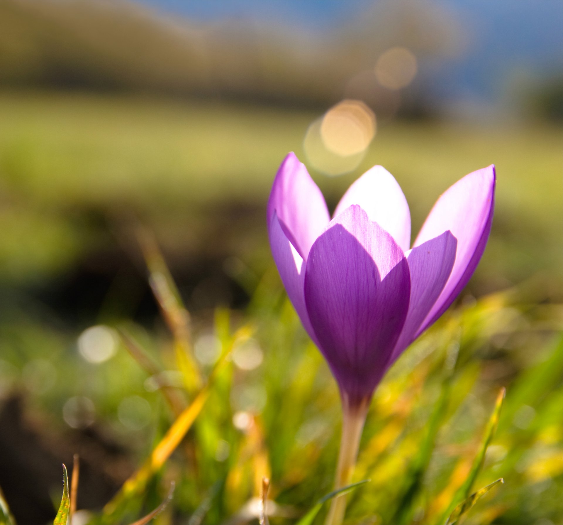 crocus lilas herbe printemps éblouissement macro flou