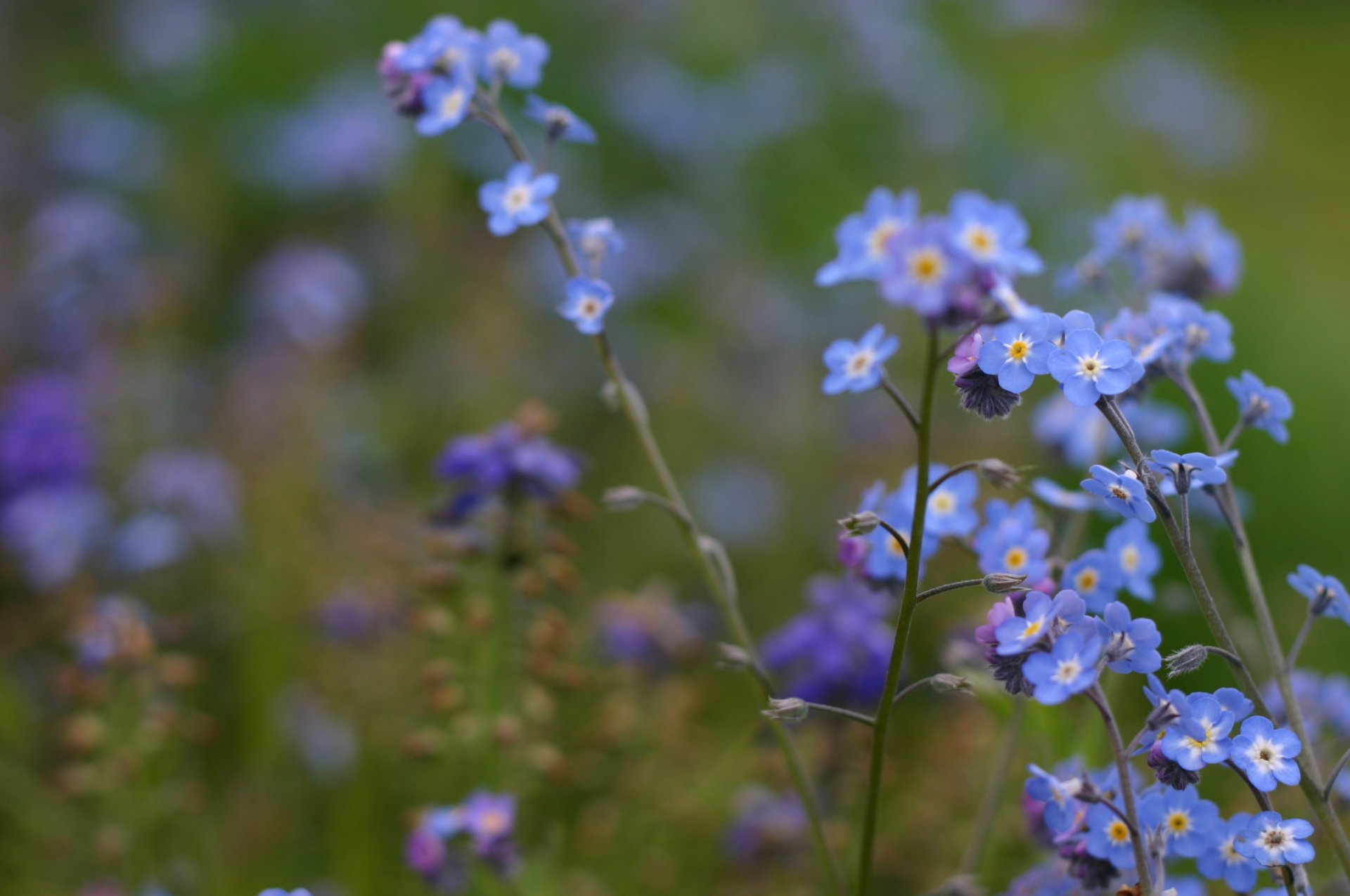 close up flower field me-nots blur