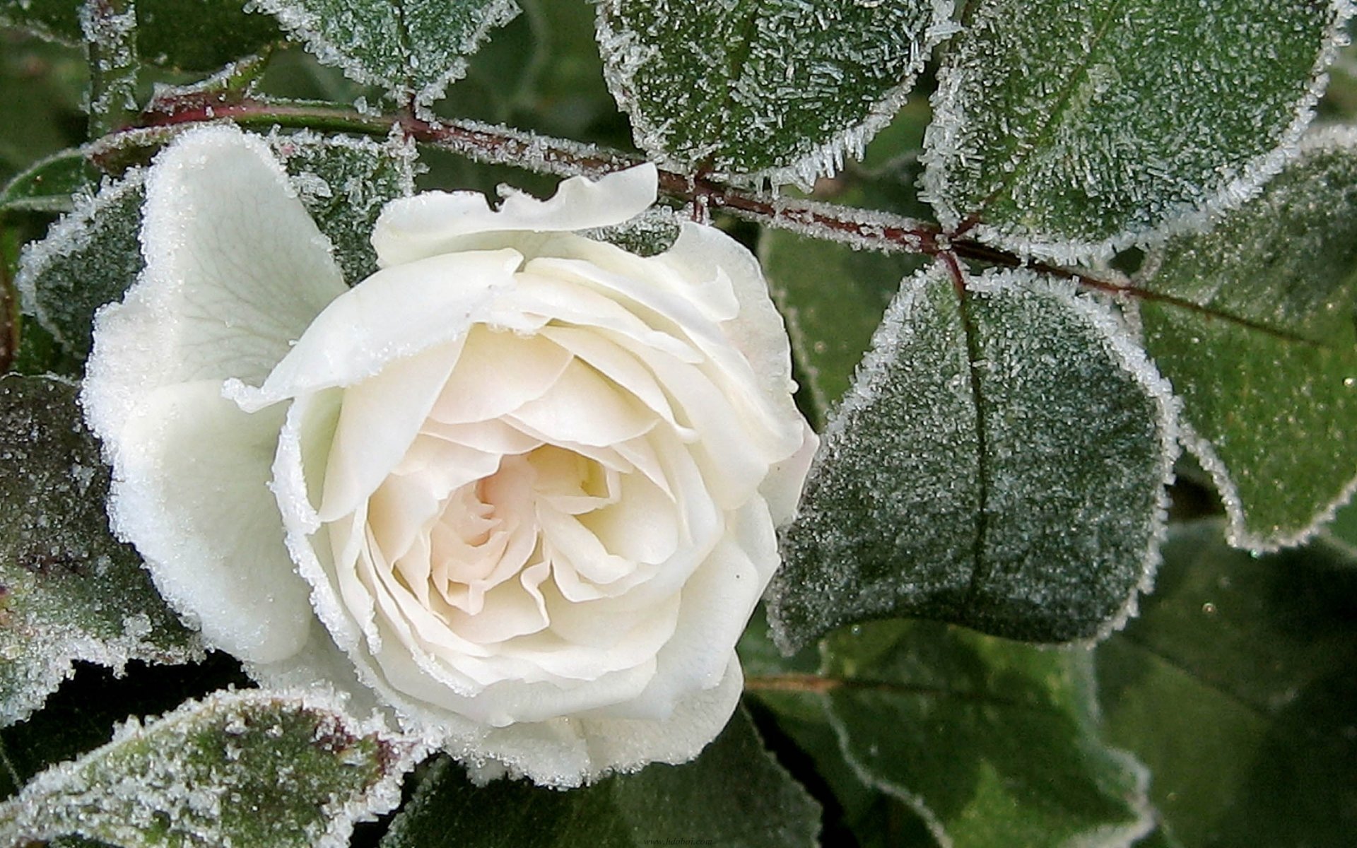 blanco rosa invierno escarcha hojas pétalos macro