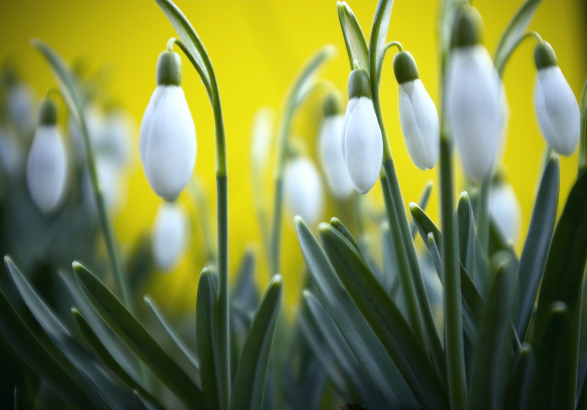 perce-neige printemps herbe jaune fond macro flou