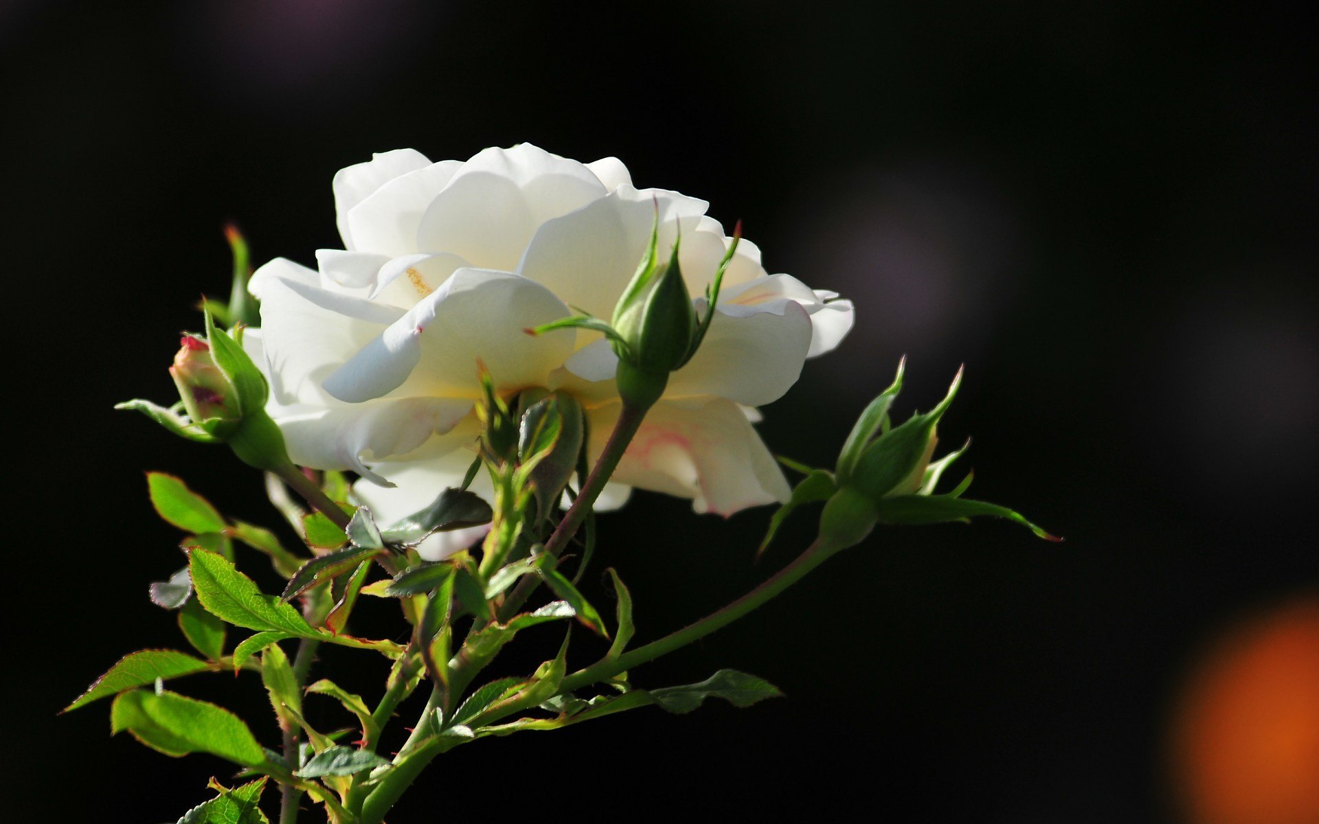 morgen rose foto blume