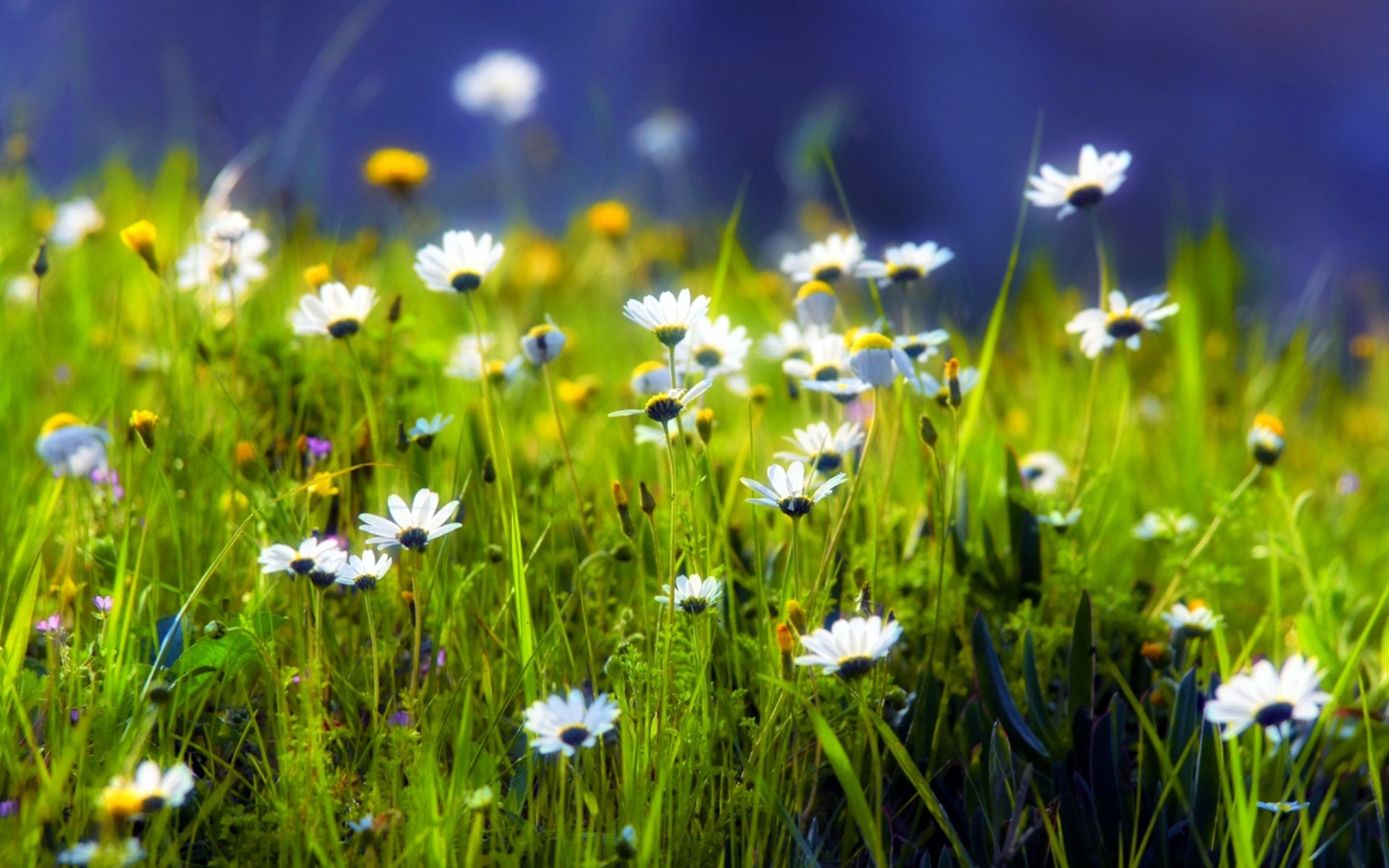 gras kamille grün grün pflanzen lichtung