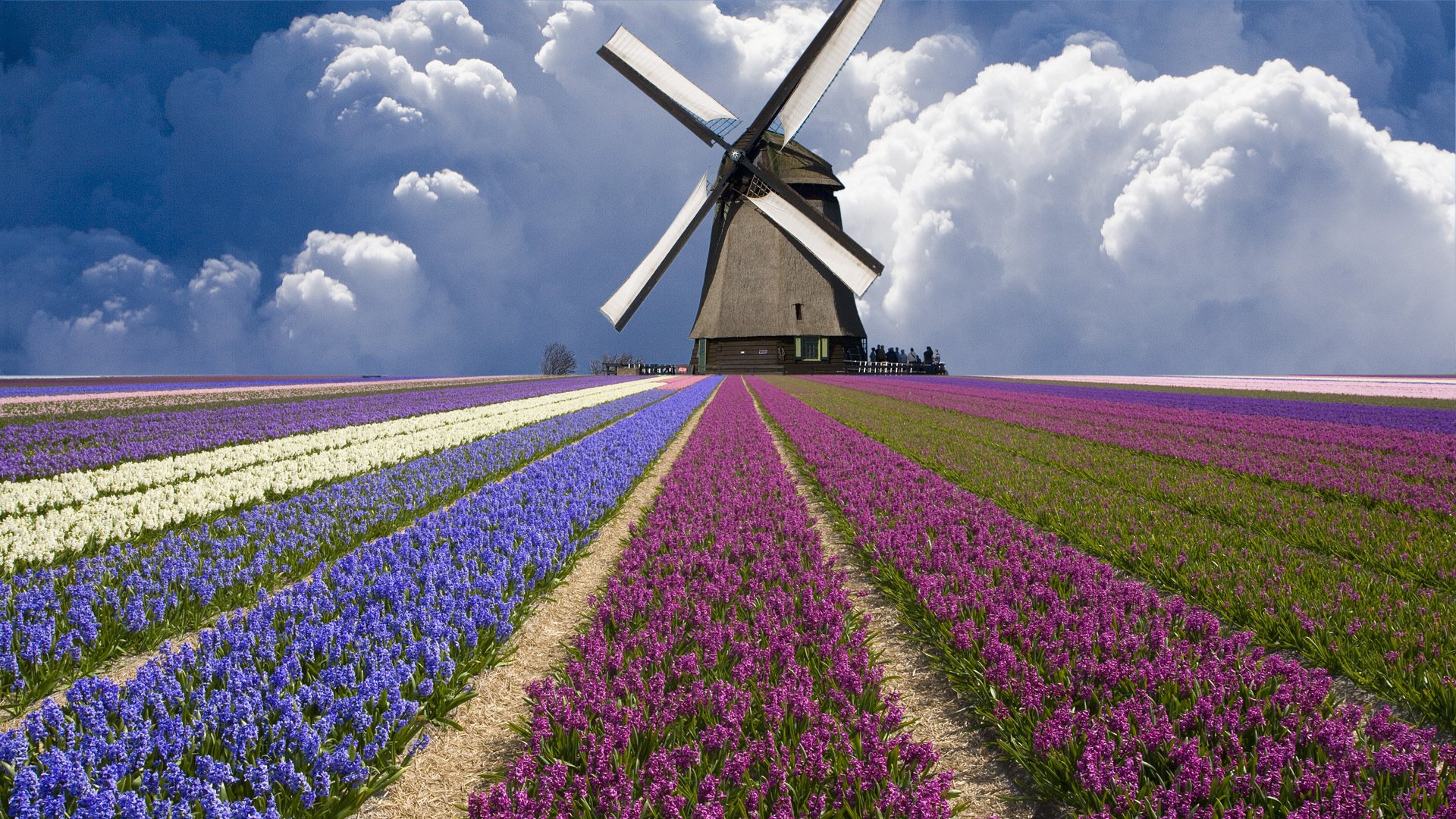 mill tulips clouds the field the netherland