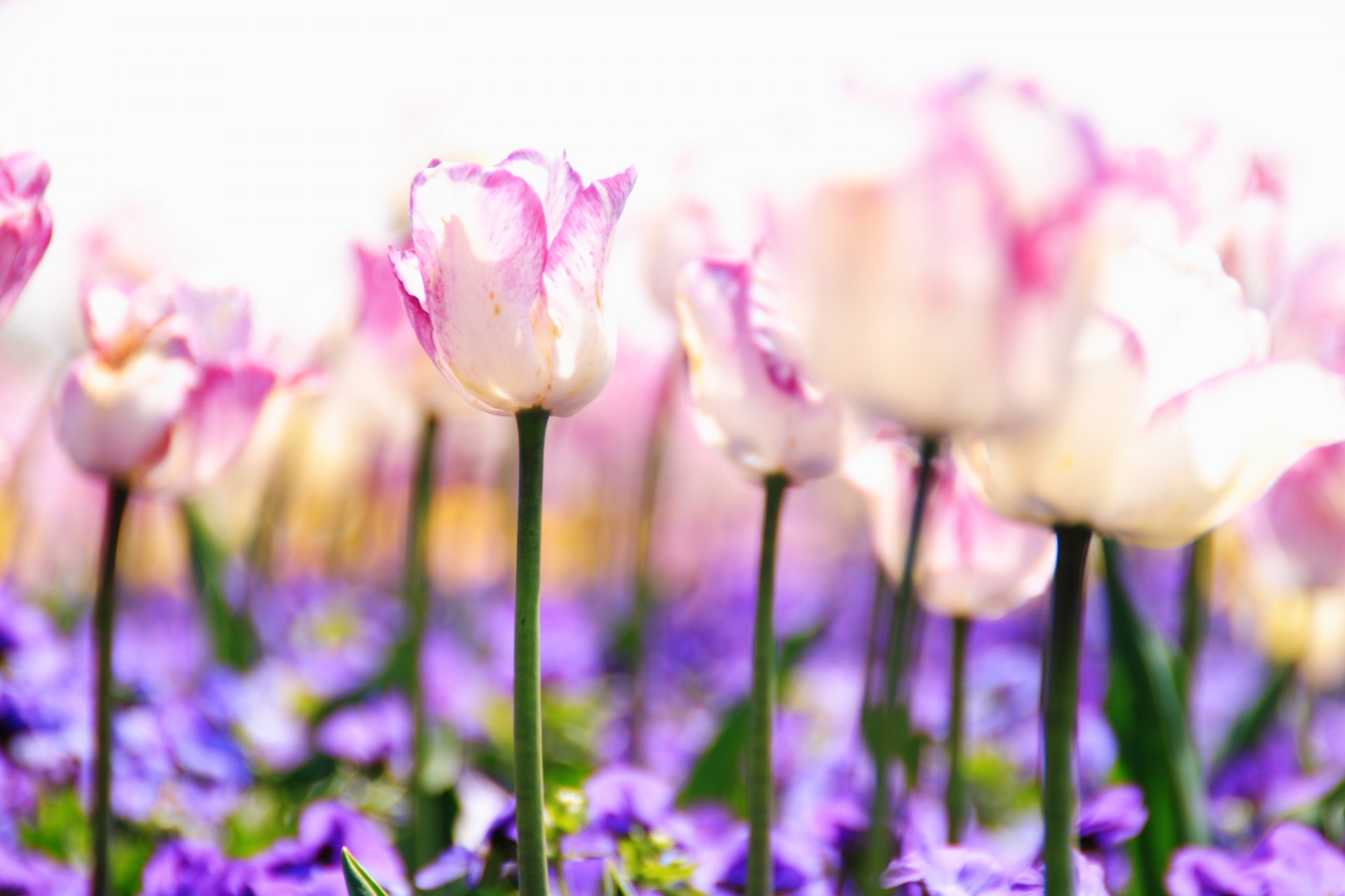 tulipanes flores tallos brotes rosa blanco lila púrpura plantas naturaleza claro luz primavera borrosidad ternura