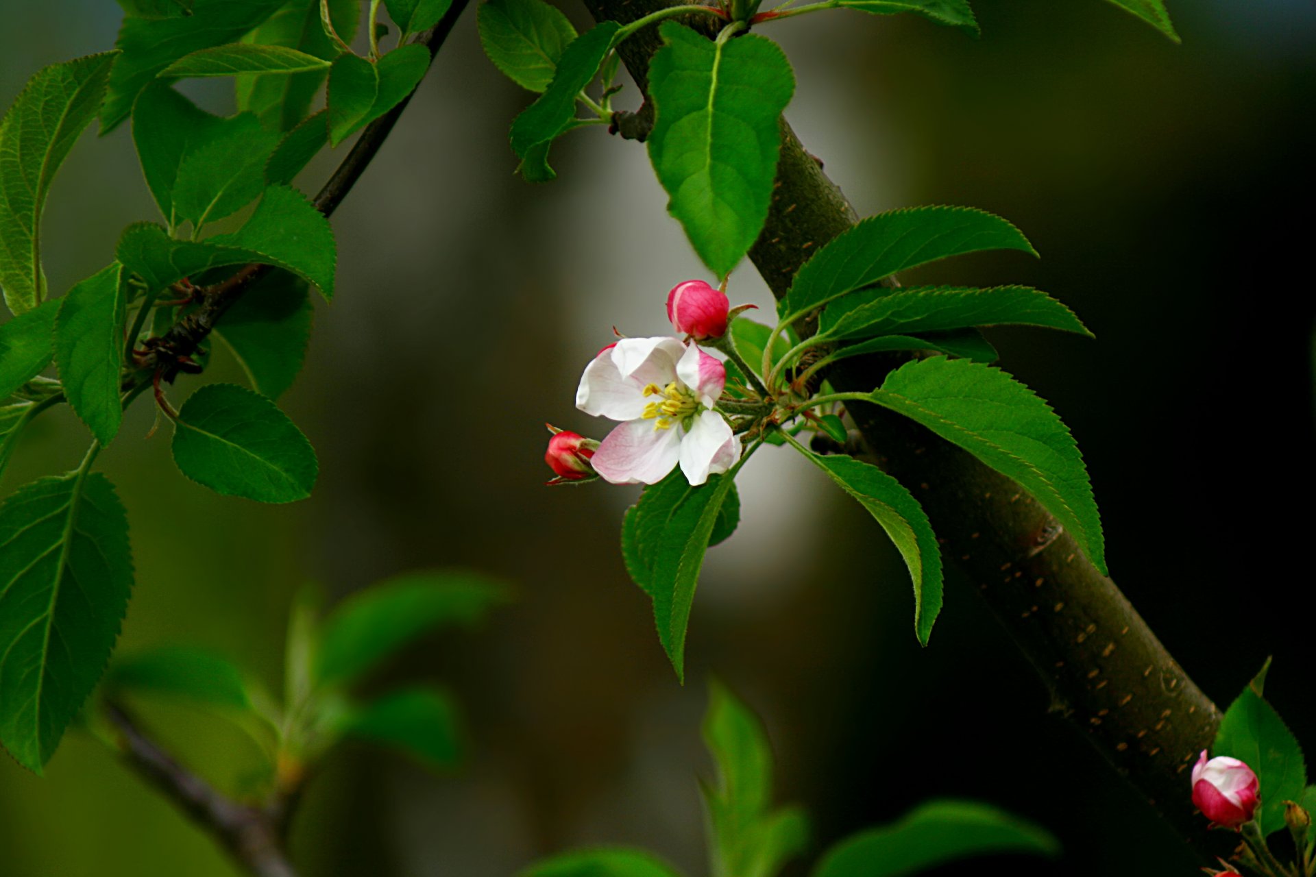 ramo bocciolo fiore rosa foglie primavera melo