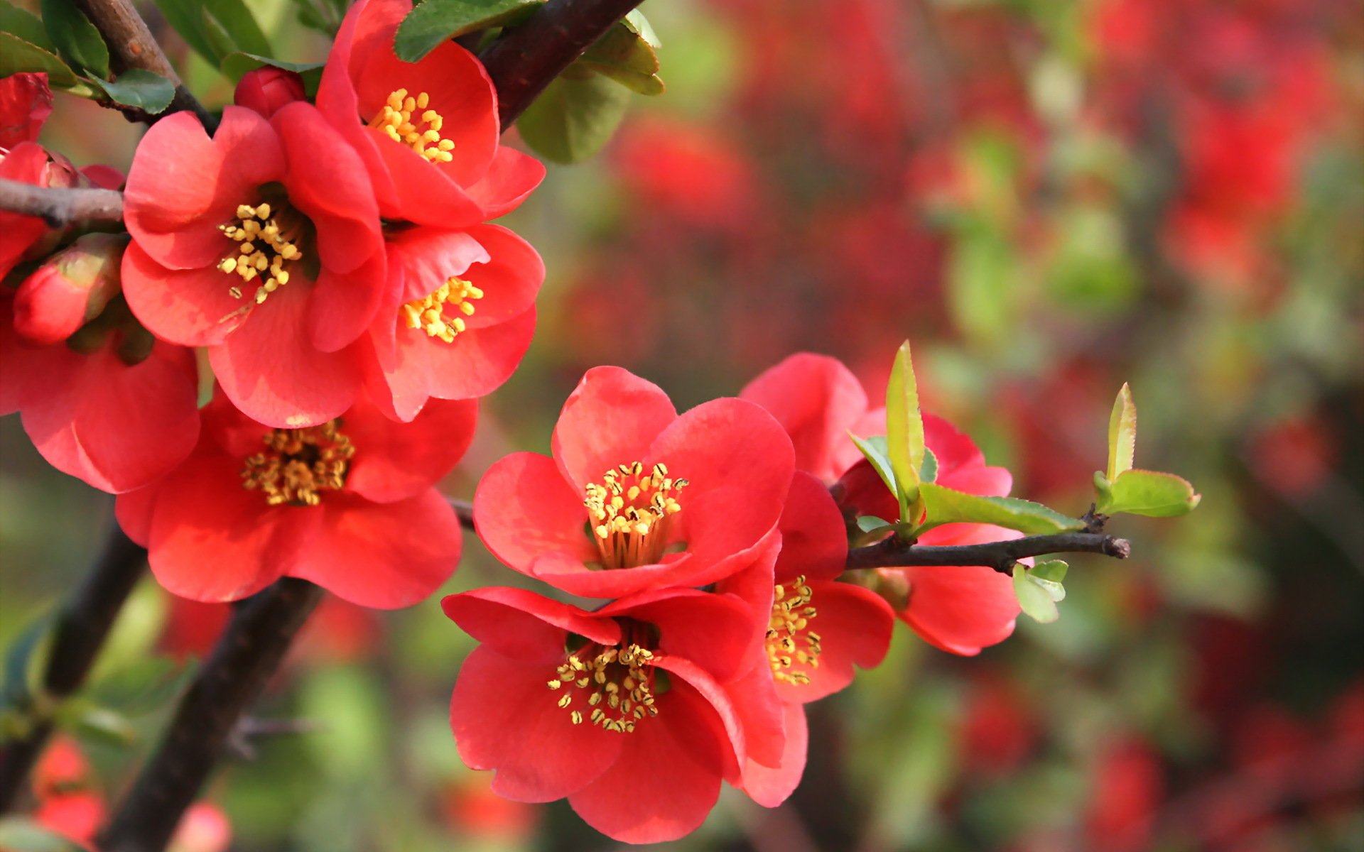 natura ramo melograno fiori rosso foglie primavera fioritura