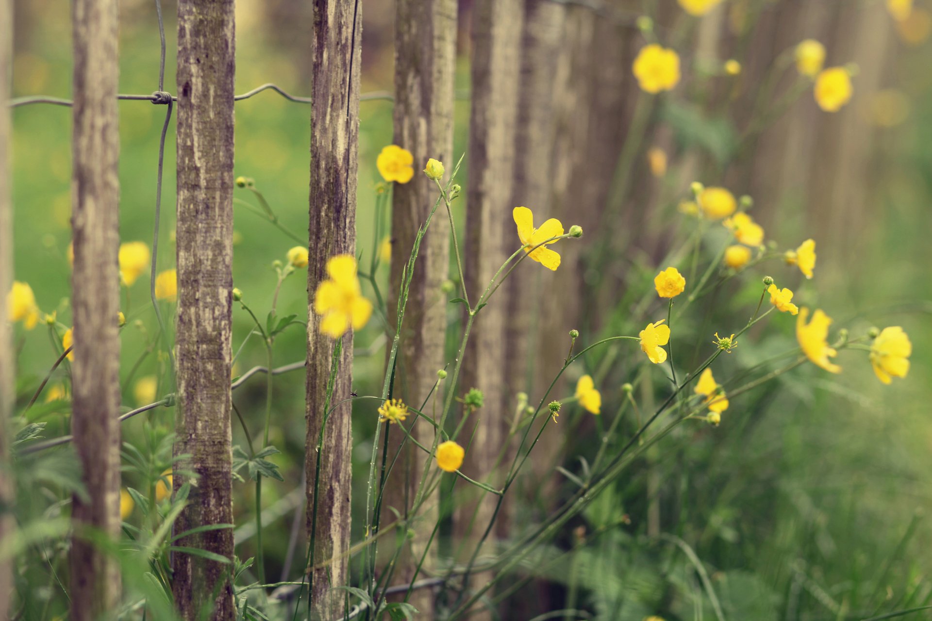 blumen gelb pflanzen zaun zaun natur makro