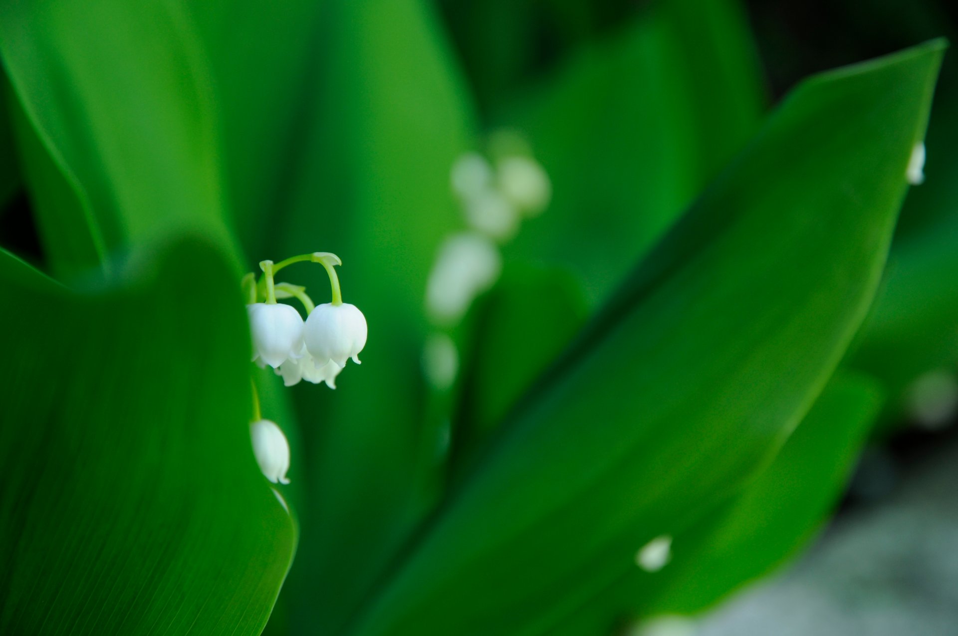 maiglöckchen blume weiß grün blätter frühling makro