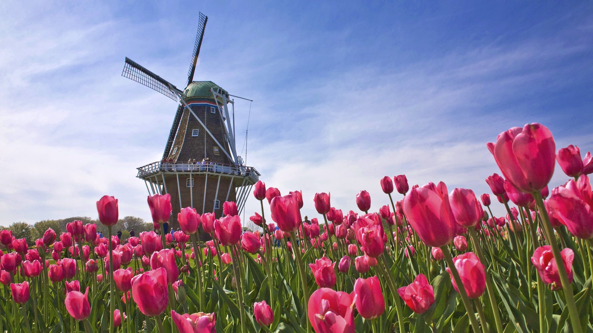 pays-bas hollande champ tulipes moulin