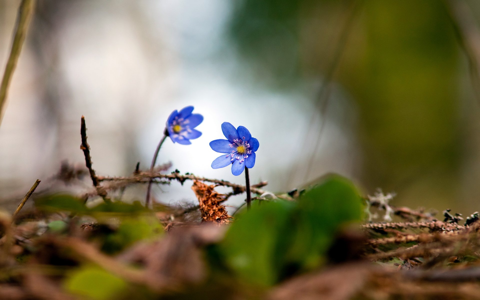 violettes forêt printemps