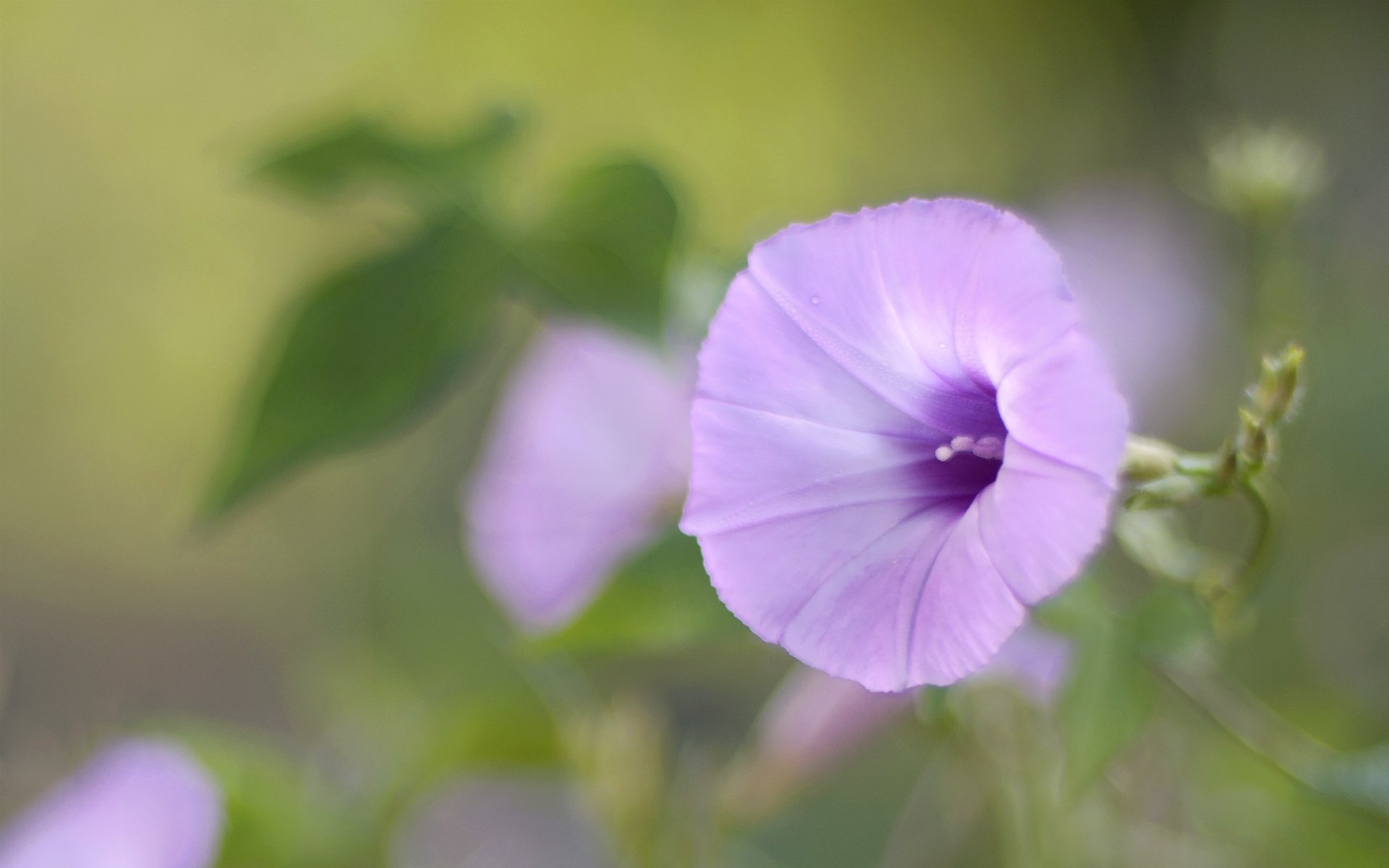 bindweed purple close up focus blur