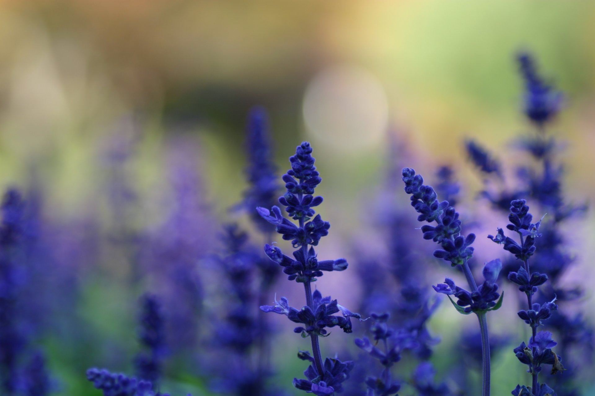 fiori blu lavanda piante radura estate sfondo sfocatura luce abbagliamento natura macro