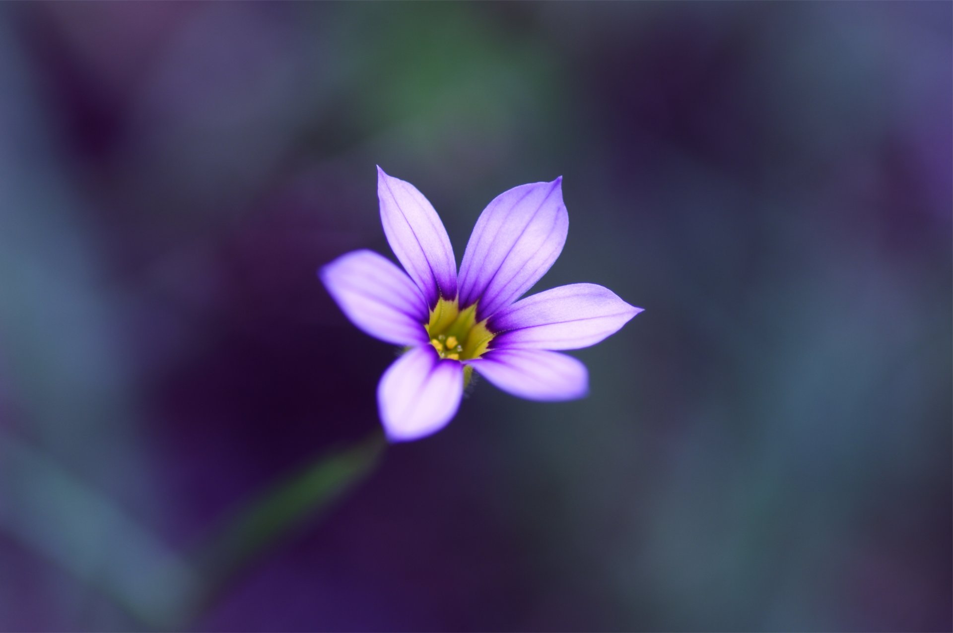 flieder blume makro unschärfe