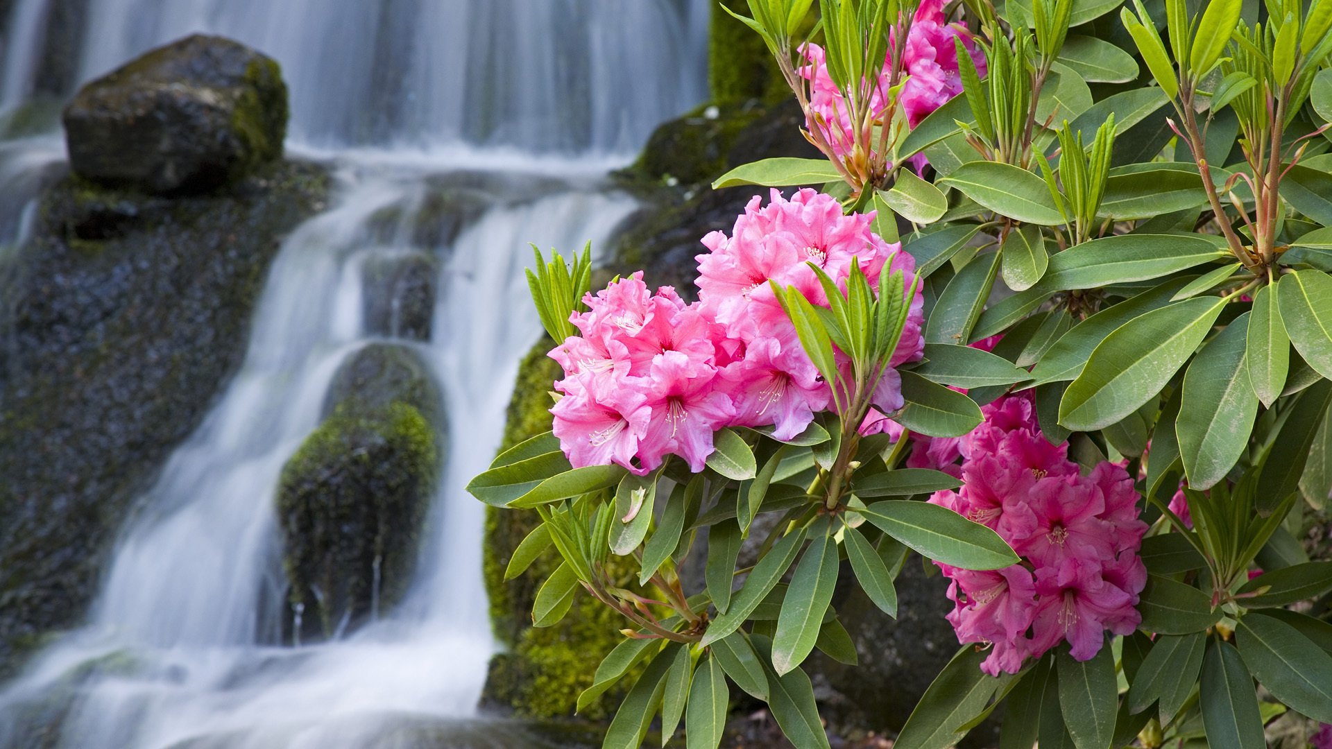 oleander natura makro kwiaty różowy gałąź wodospad kamienie