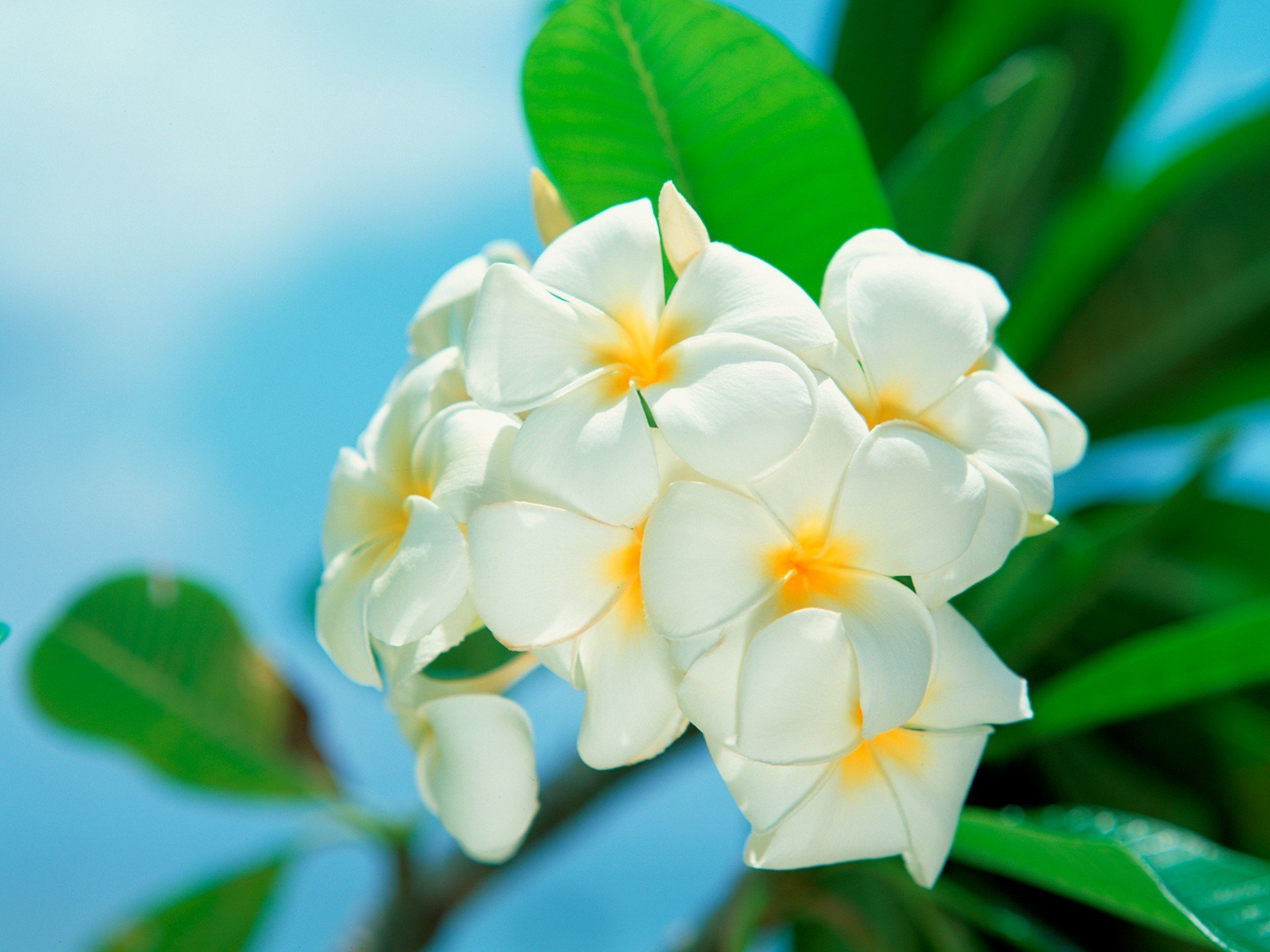 fleurs blanc feuilles gros plan