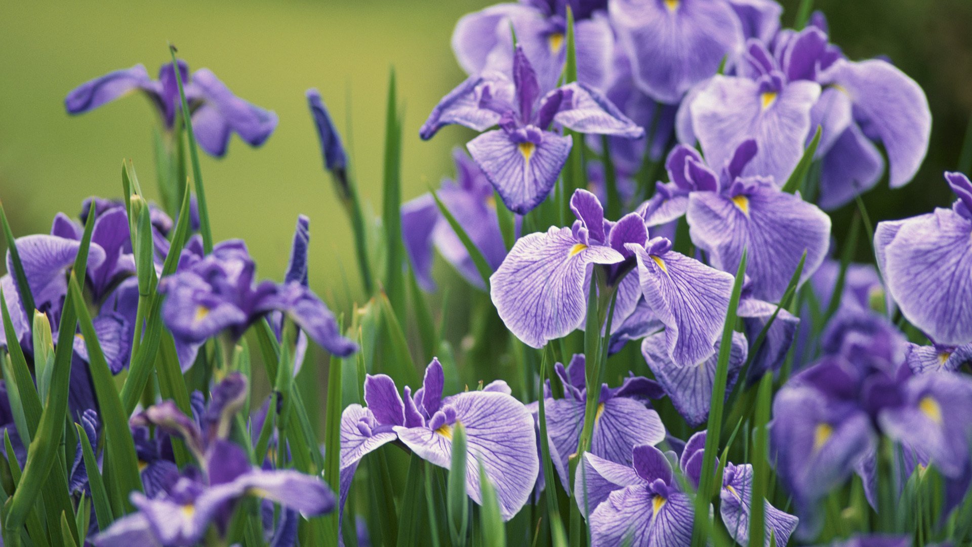 iris buds petals purple