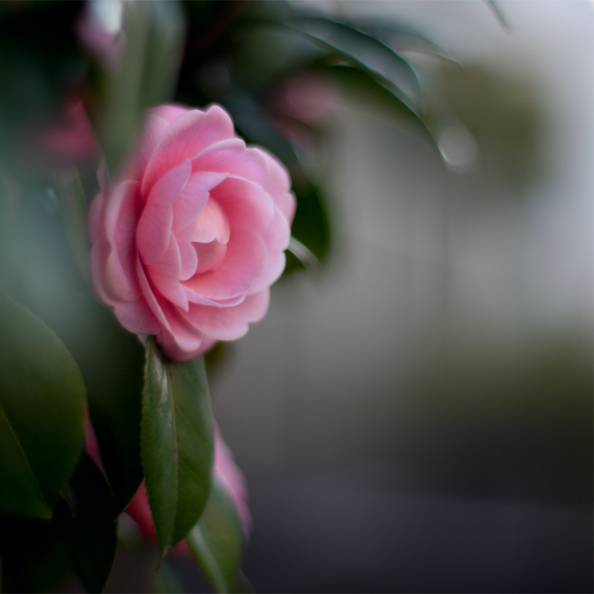 camélia rose fleur pétales feuilles gros plan flou