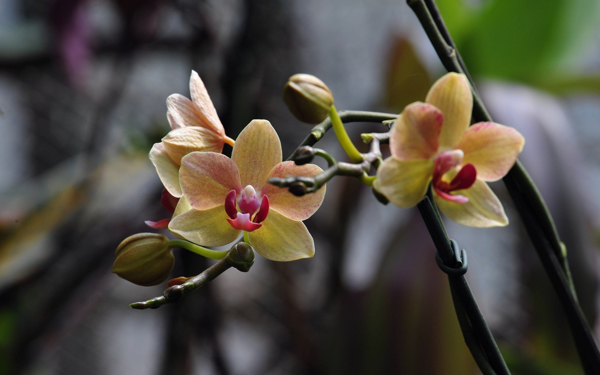 fleur photo orchidée