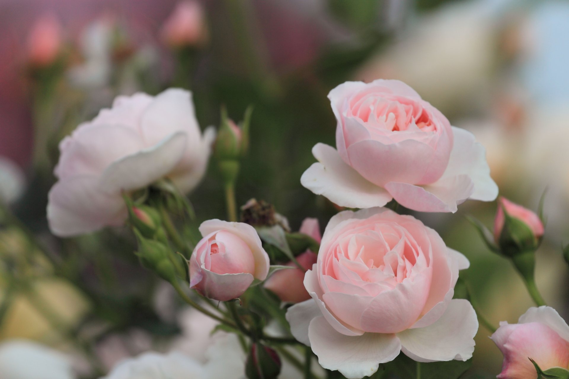 roses rose fleurs bourgeons pétales buisson feuilles verdure nature flou