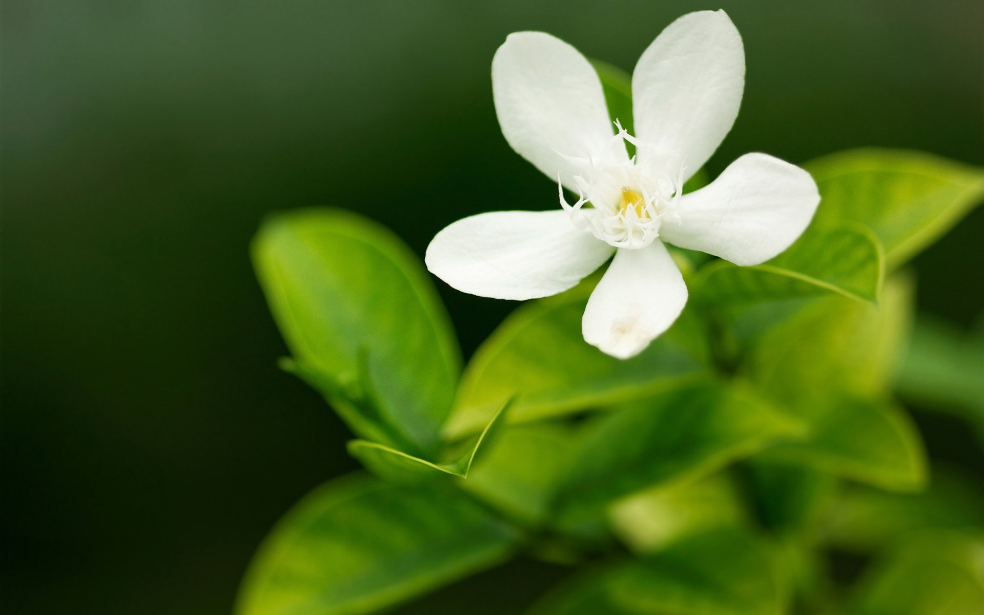 fiori verde verde bianco macro petalo petali messa a fuoco natura fiore fiori fiore carta da parati carta da parati migliore carta da parati screensaver carta da parati widescreen carta da parati widescreen