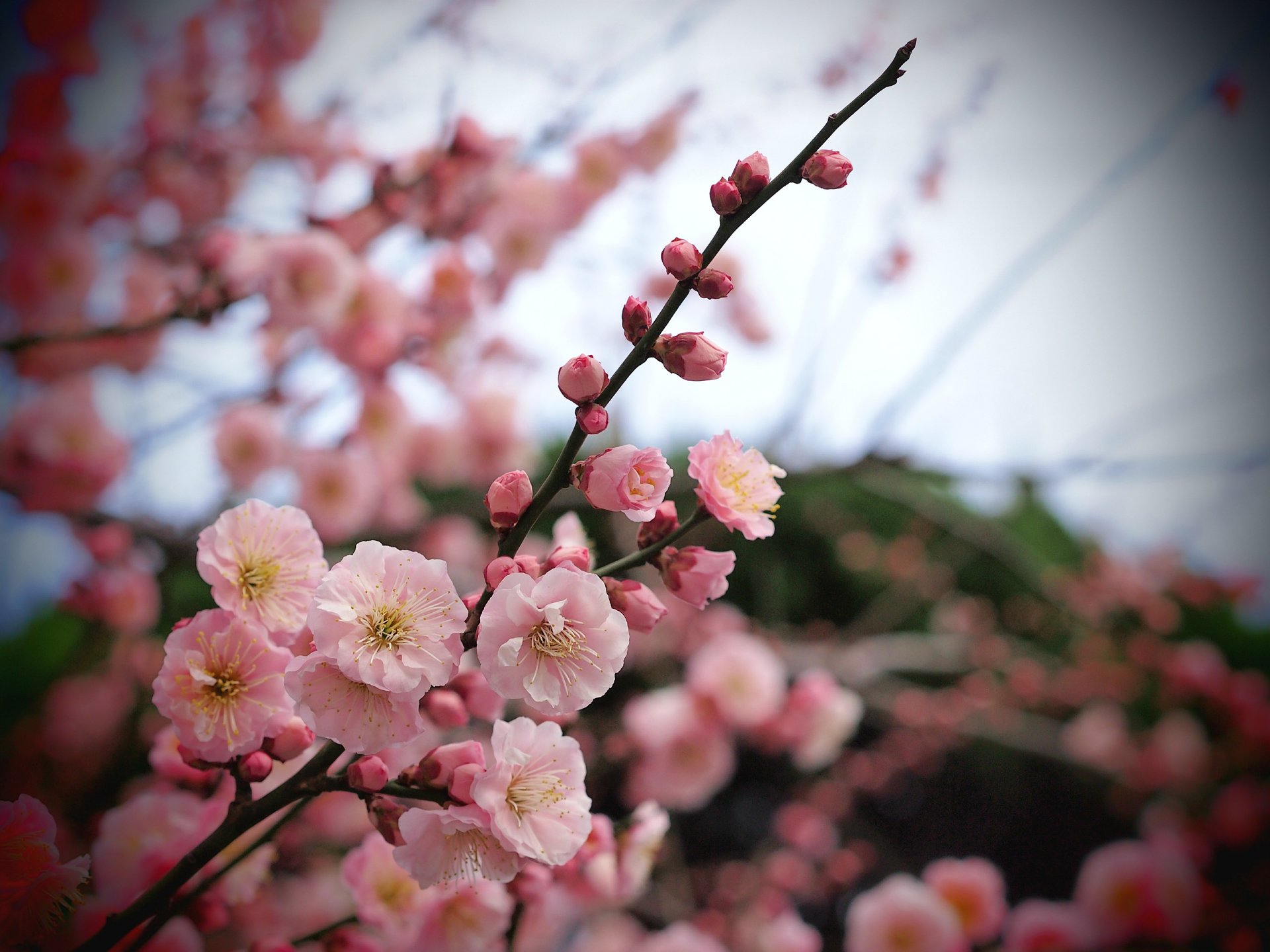 tree apricot branch pink flower petals buds close up blur