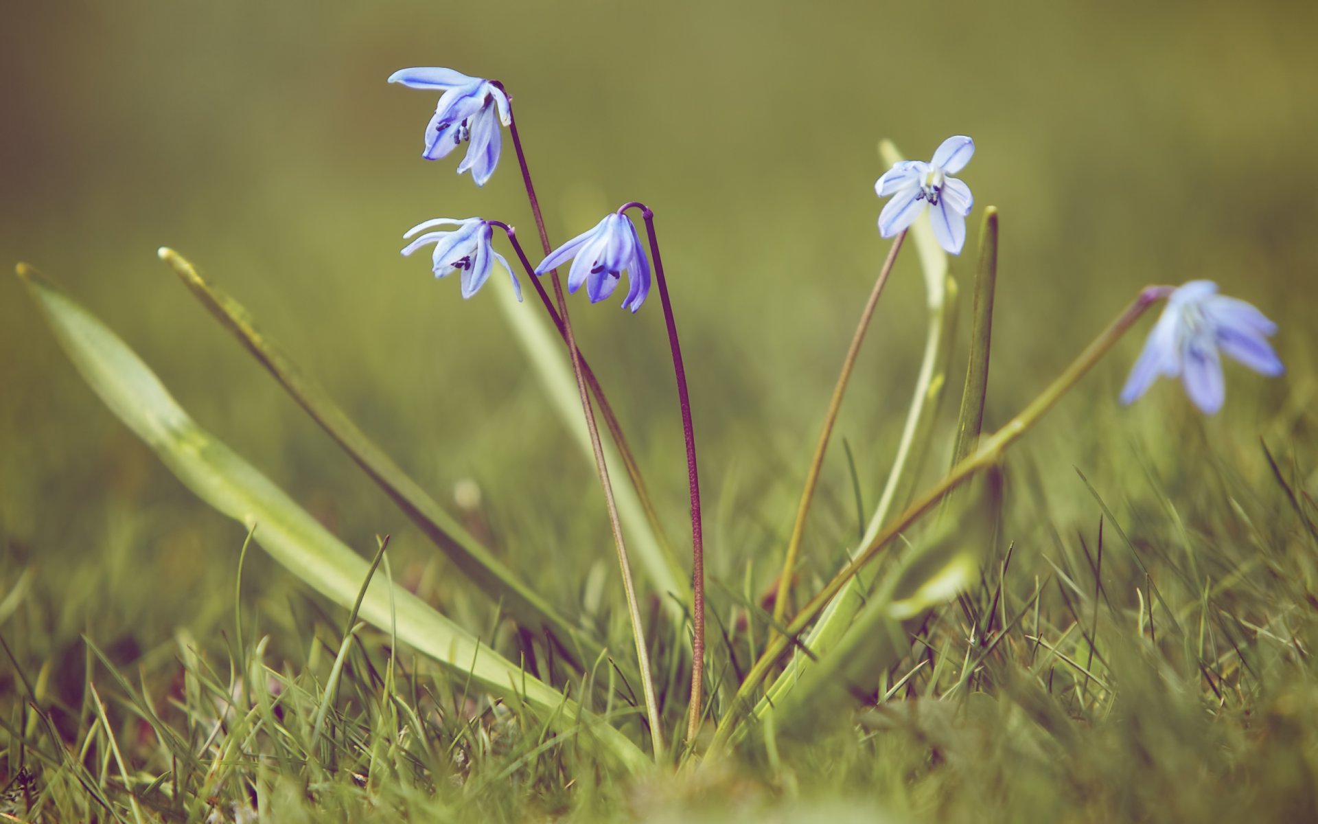 proleski snowdrop primrose grass nature spring close up