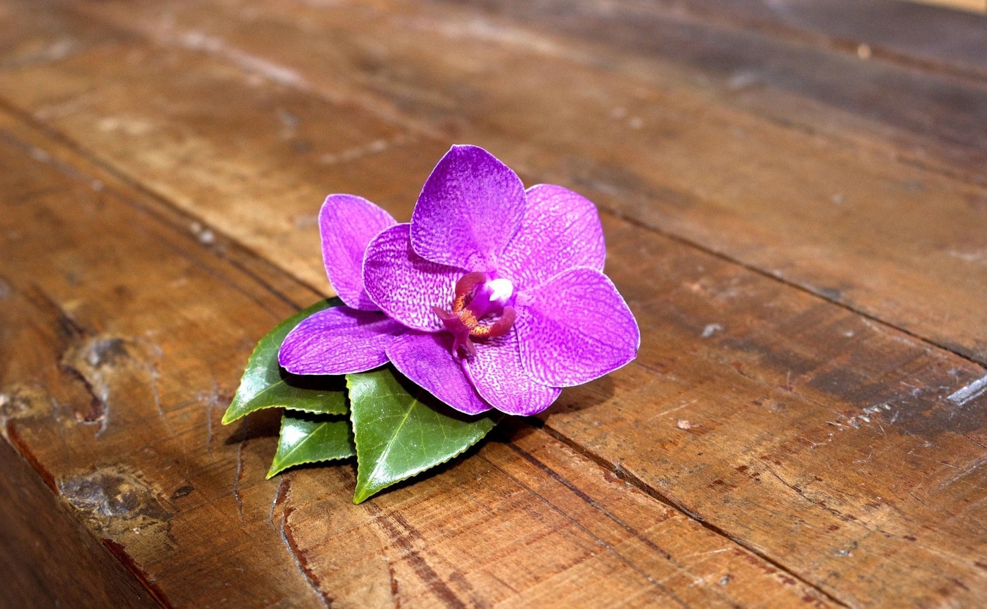 flor orquídea rosa tablas