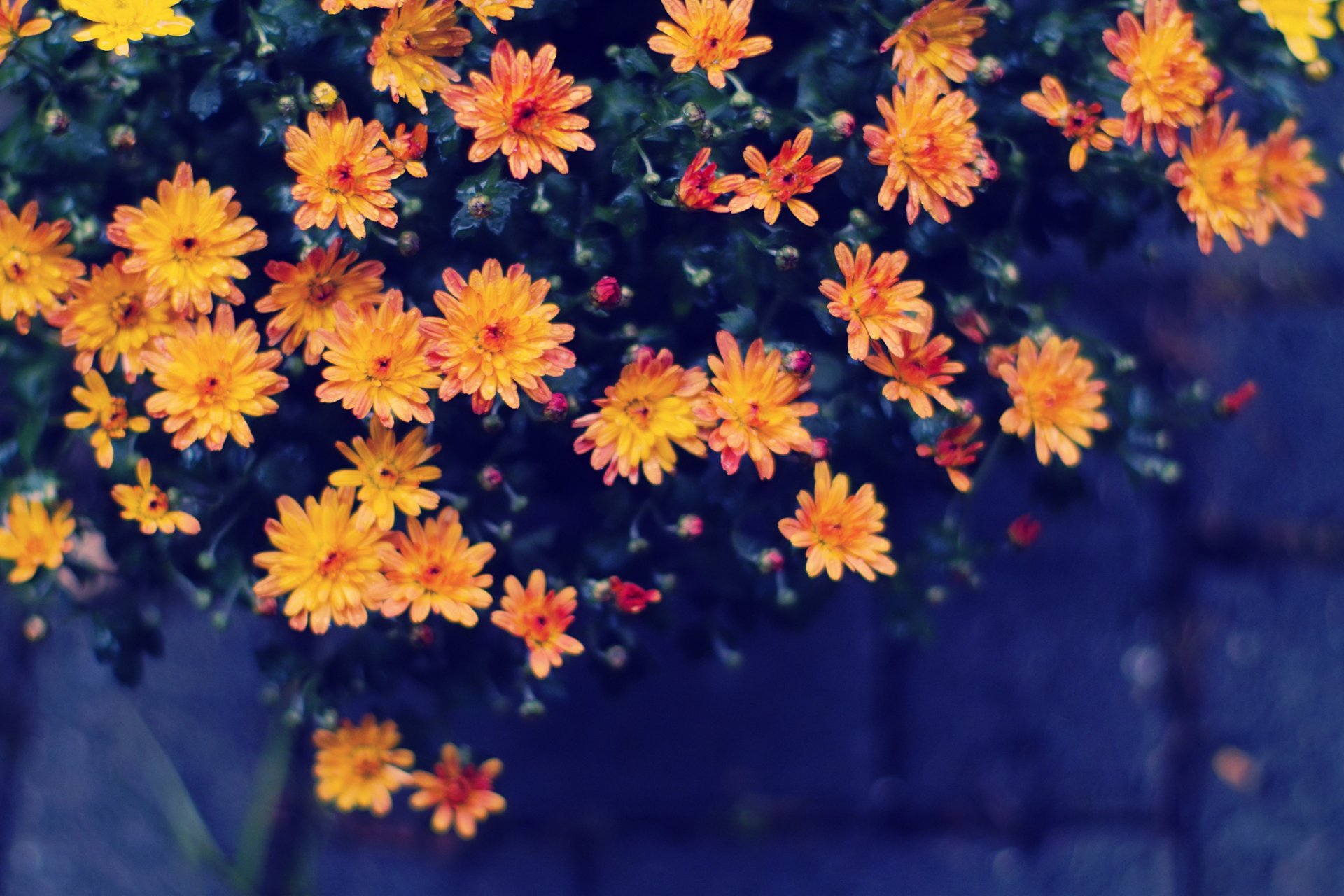 flores amarillo naranja gotas de agua bokeh