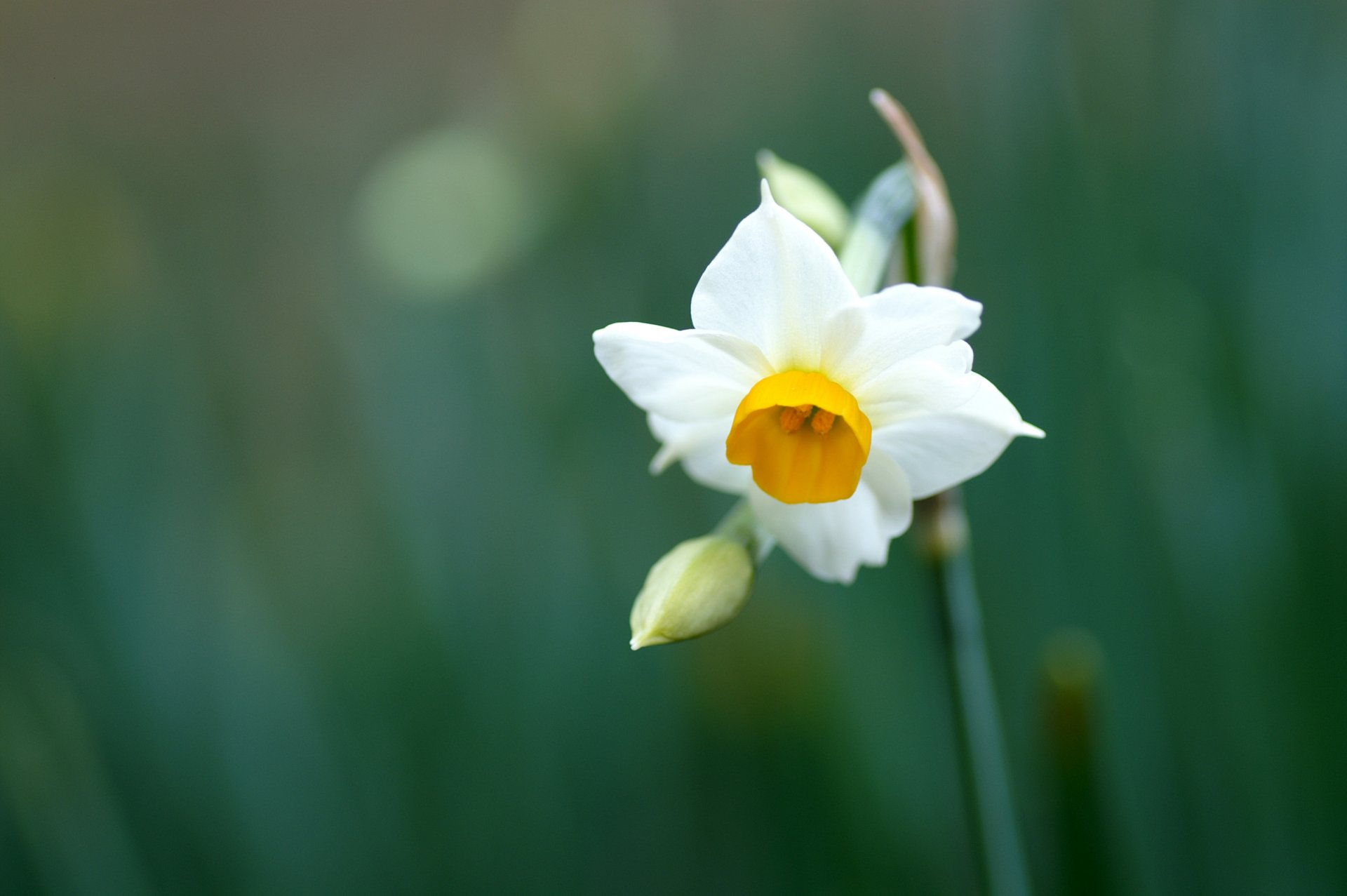 narciso fiore bianco petali gambo verde foglie piante macro primavera natura