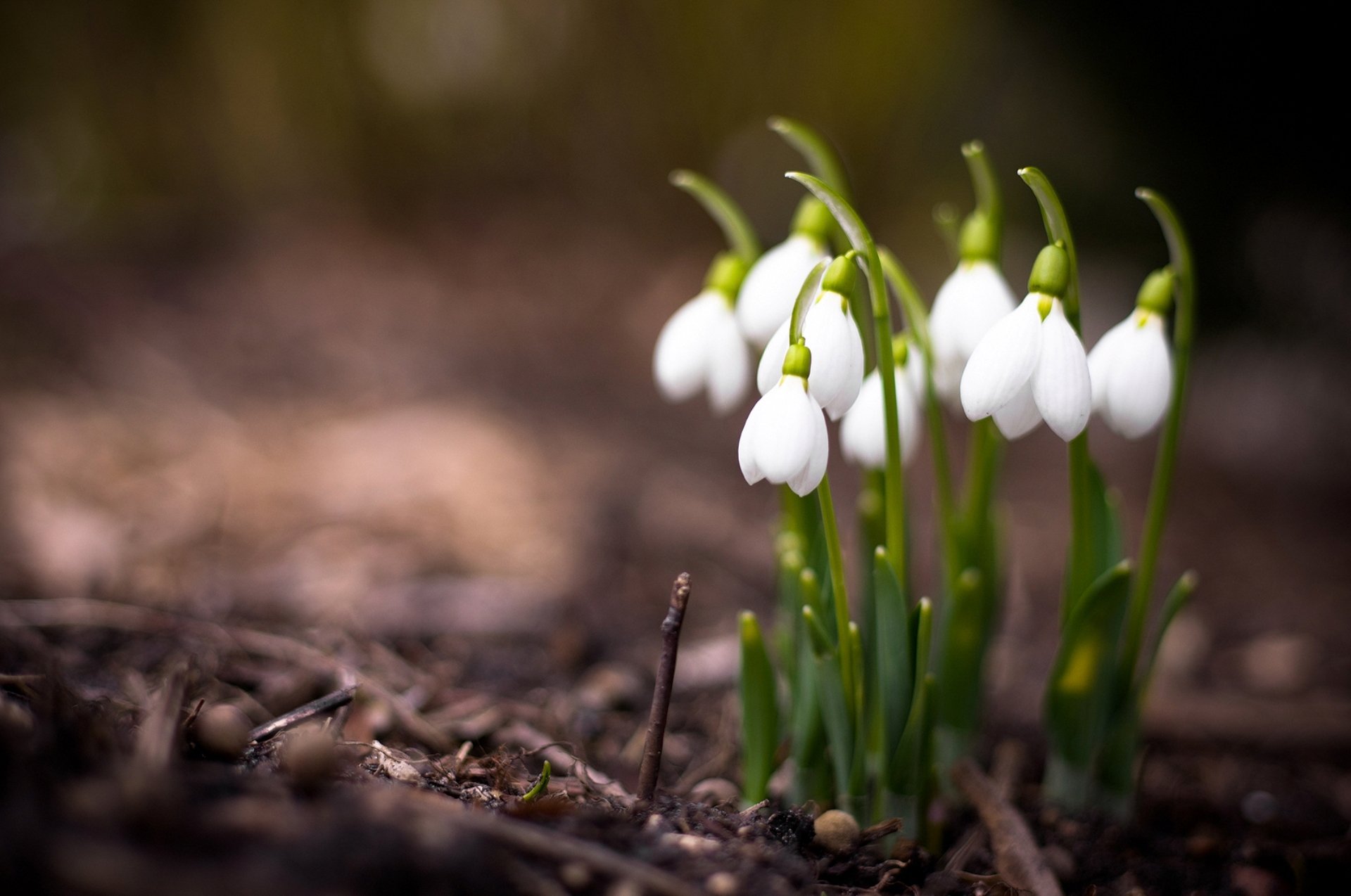 natura rośliny kwiaty wiosna przebiśniegi makro zdjęcia