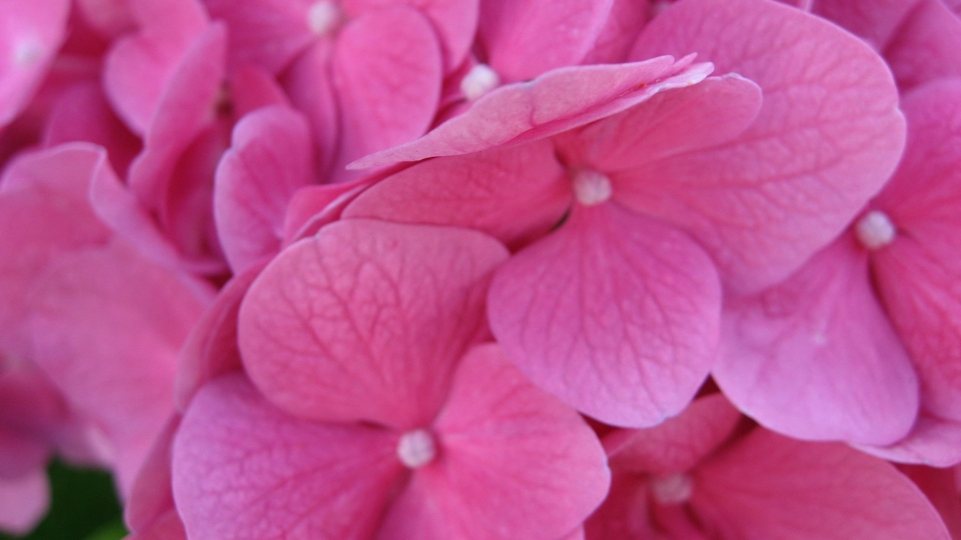 fleurs macro hortensia papier peint 1920 1200