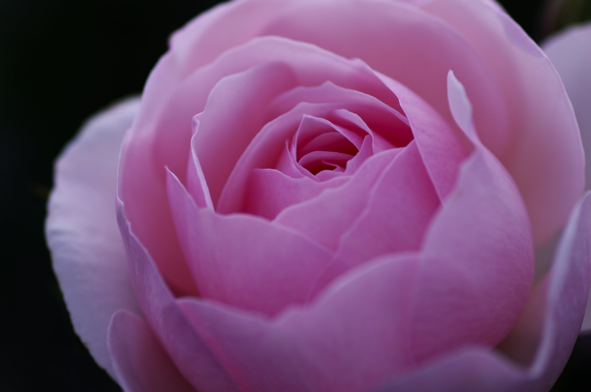 rose flower bud pink petals close up