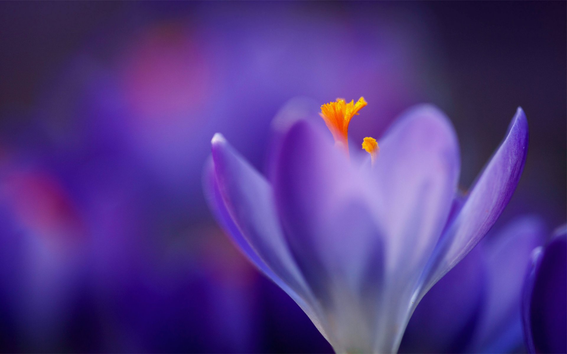 crocus lilas violet macro flou