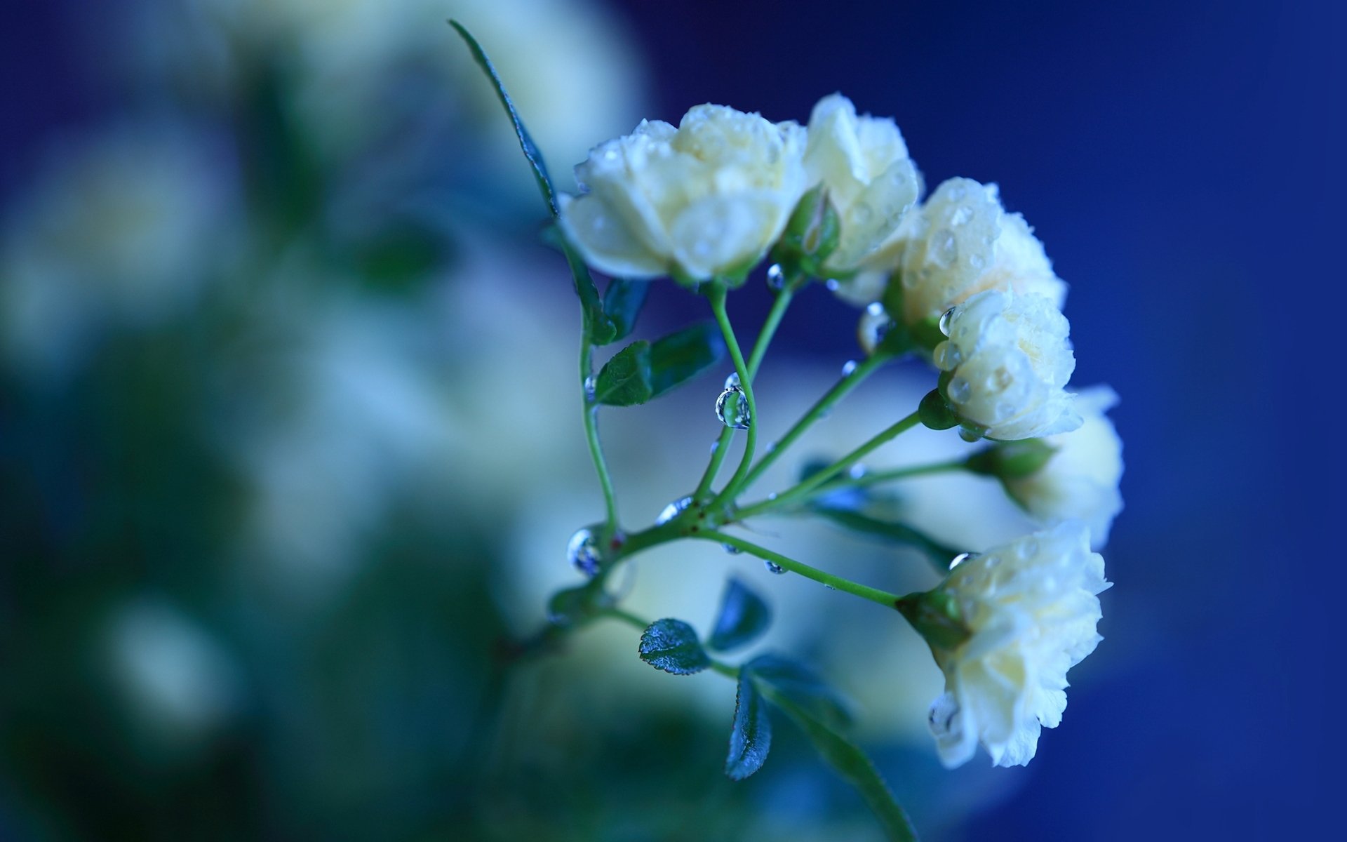 rosen weiß blumen blütenblätter blätter grüns zweig stamm tropfen tau wasser farbe blau makro