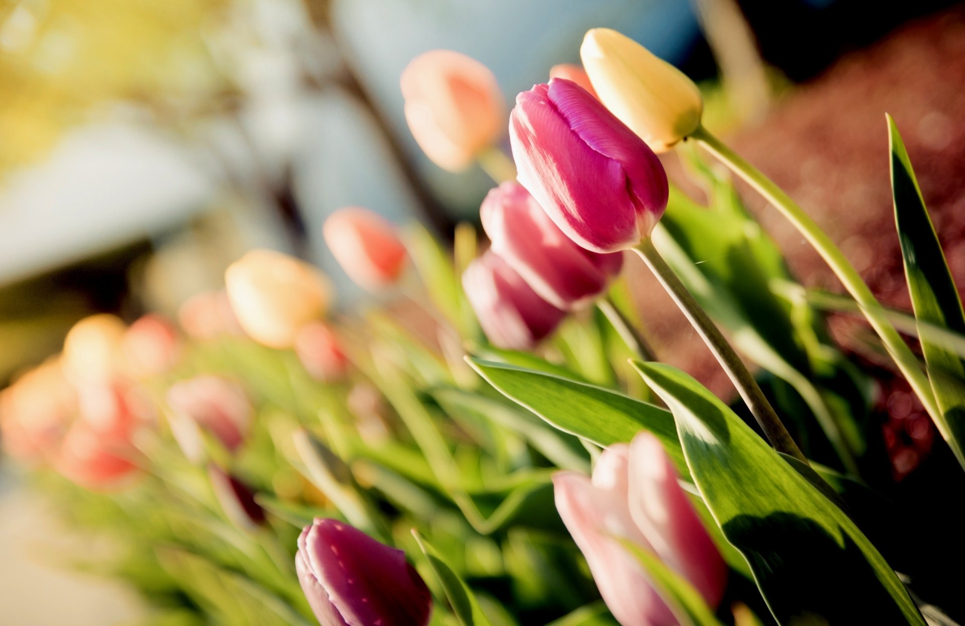 flores tulipanes macro