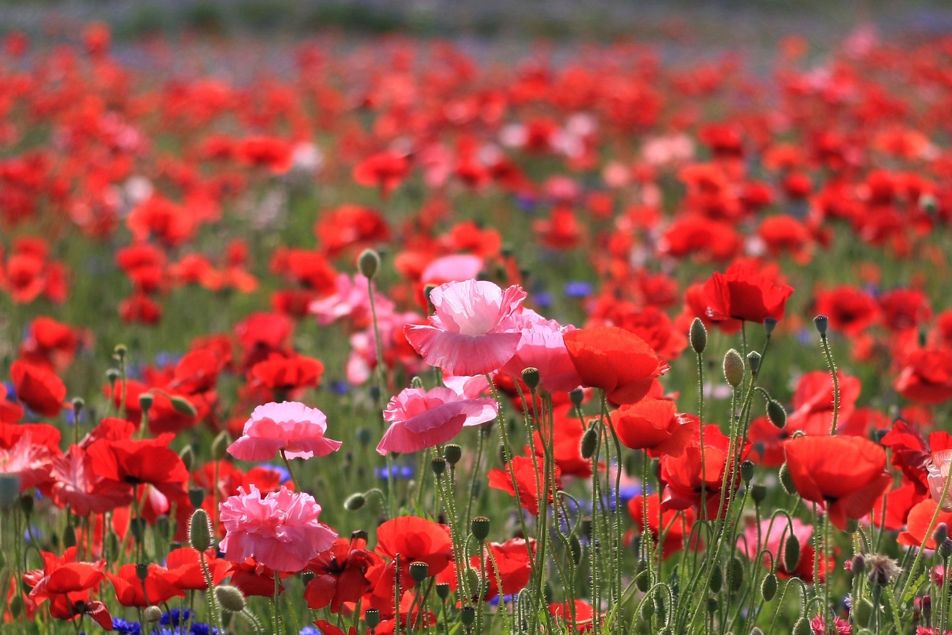 amapolas flores campo rojo escarlata rosa brillante pétalos tallos claro campo verano sol luz calor naturaleza