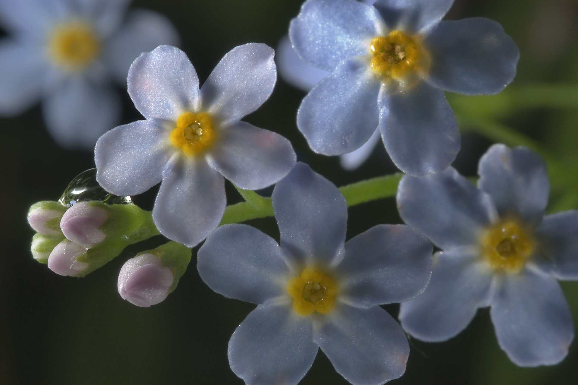 fiori macro nontiscordardime blu goccia rugiada