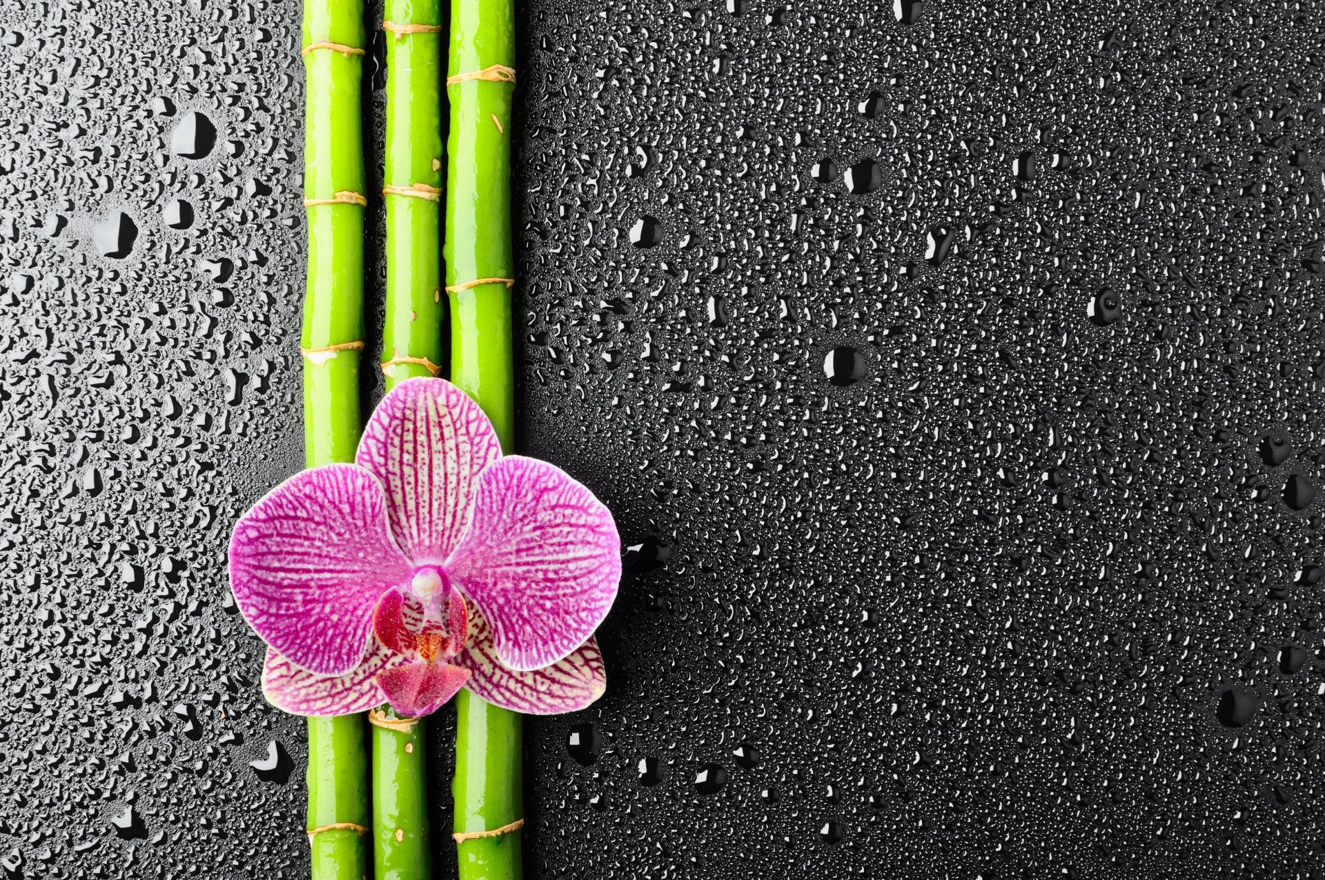 flower orchid bamboo drop