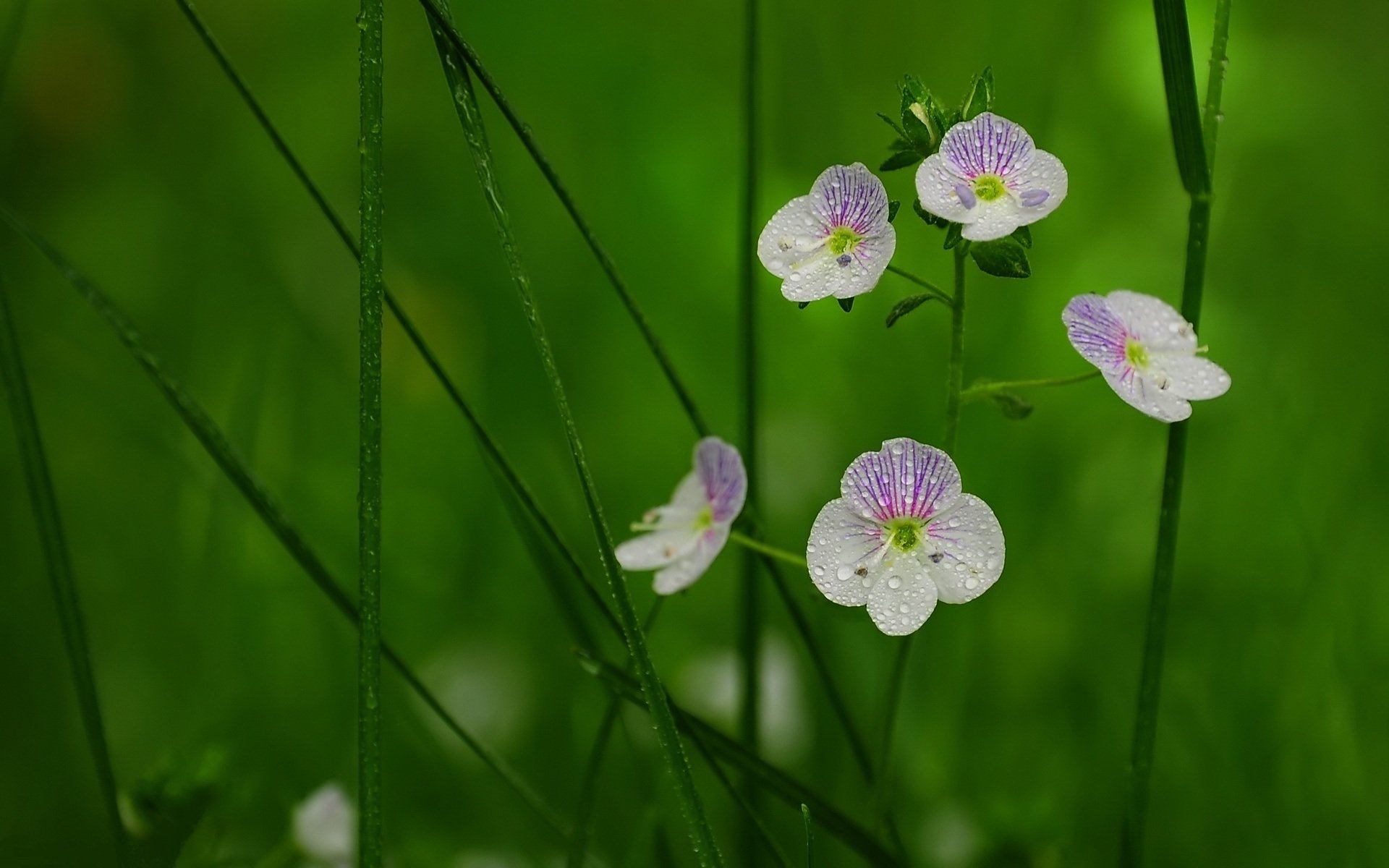 fondo tallo hierba pétalos rocío gotas macro