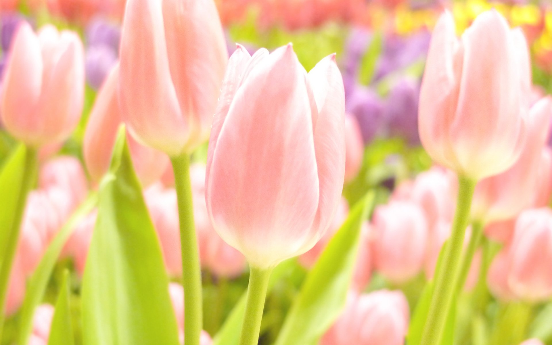 flower summer spring summer wallpapers spring wallpaper tulips focus bokeh pink yellow white tender sweet tulips wallpapers bokeh photo wallpapers desktop wallpaper best wallpapers widescreen shi