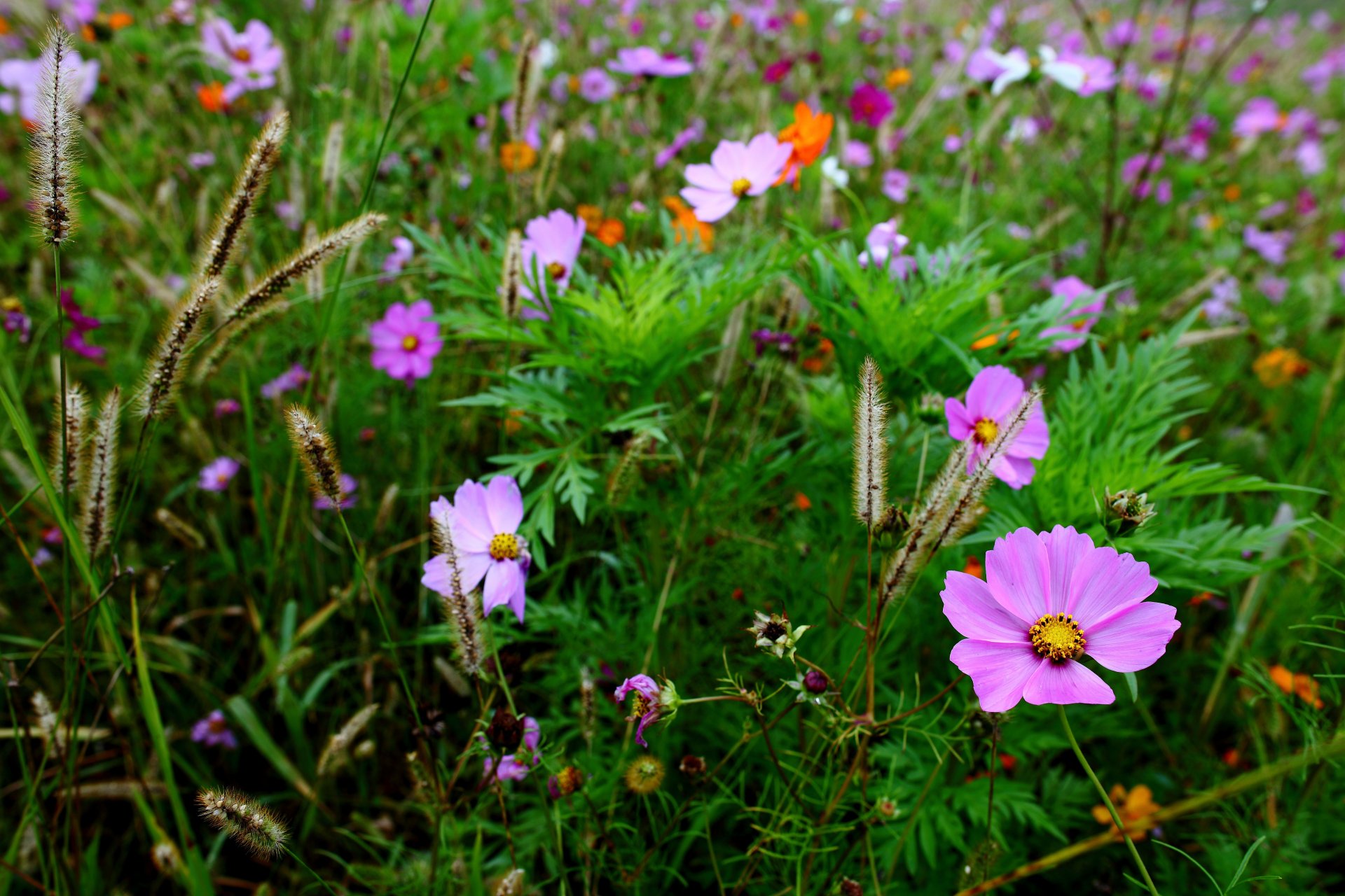 cosmea kwiaty pole kłoski trawa makro rozmycie