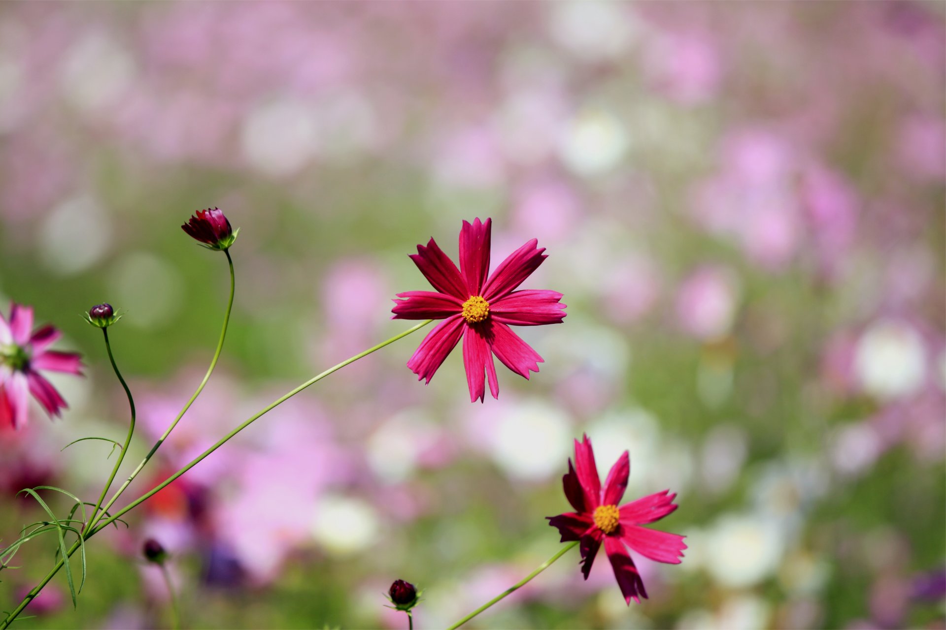 cosmea pétales bourgeons bokeh macro flou