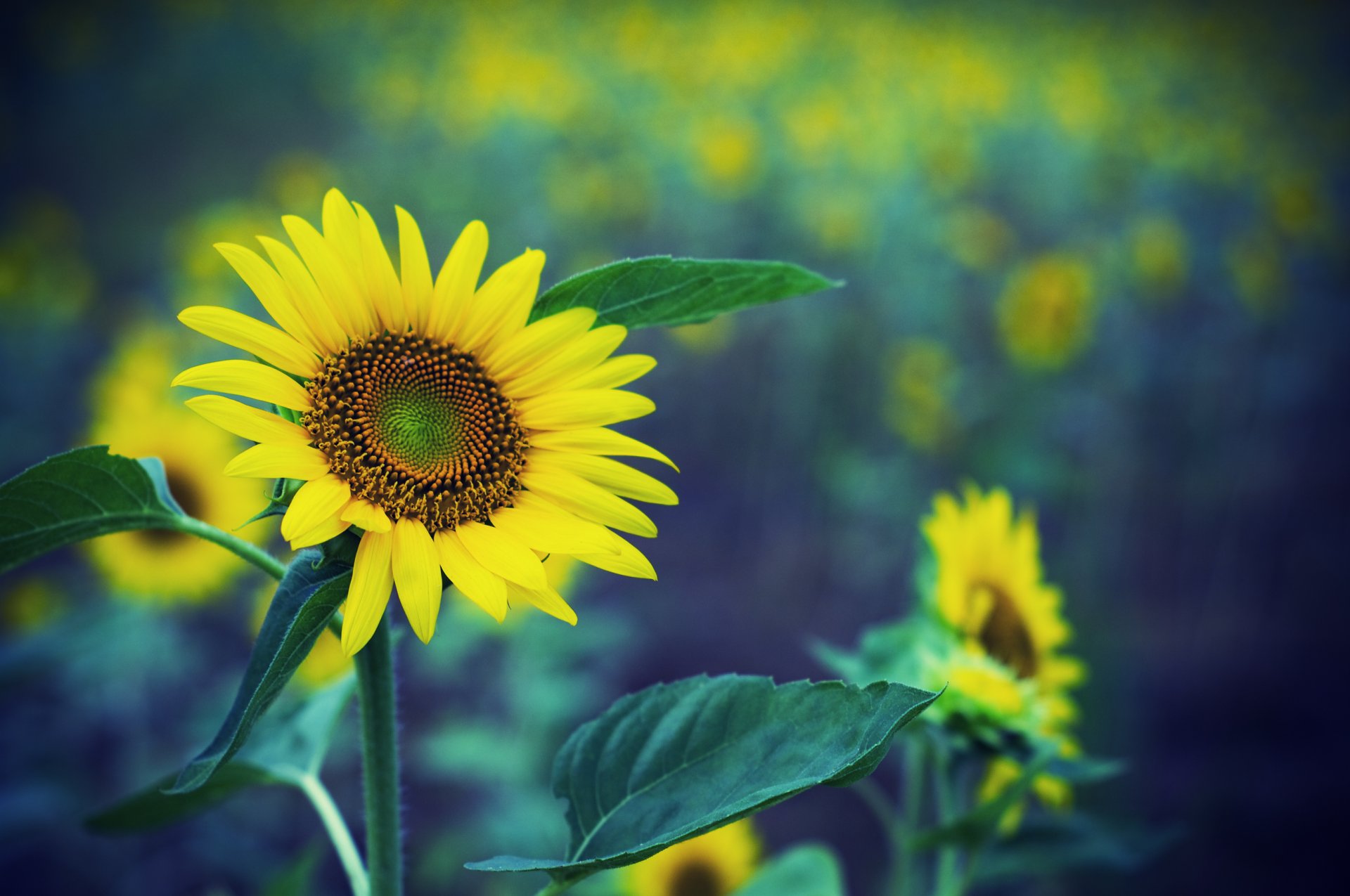 sonnenblumen feld blendung rosigkeit fokus