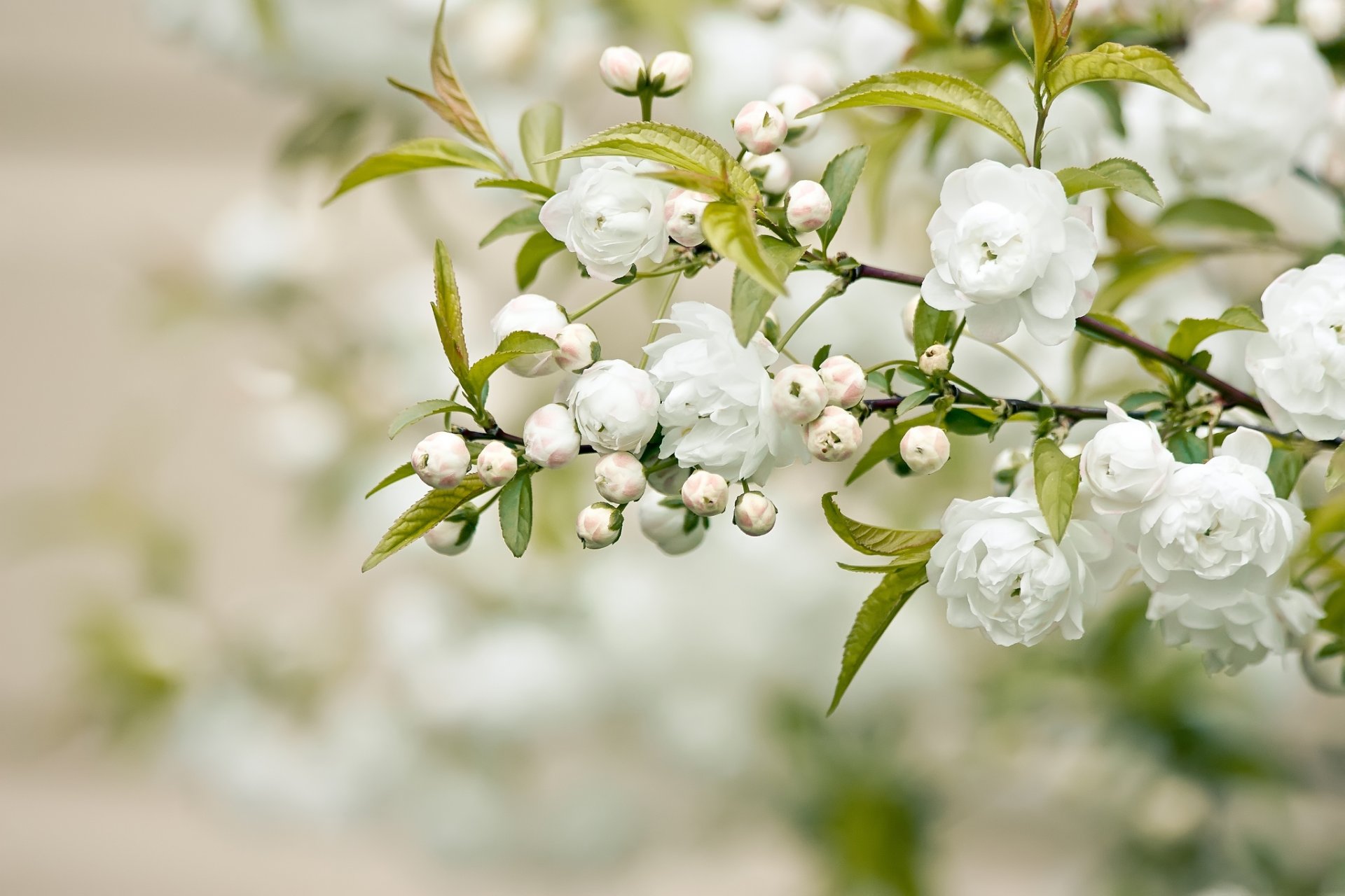 ramo fiori bianchi petali foglie