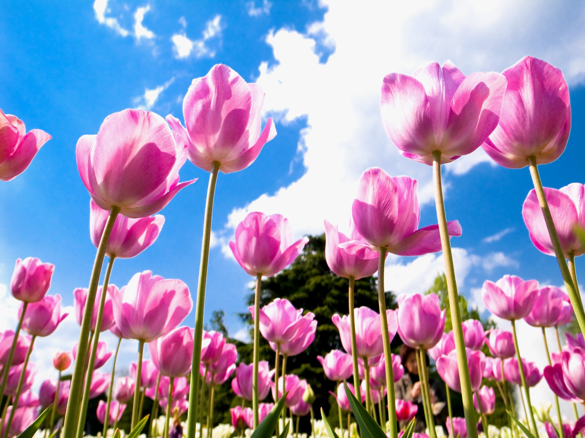 tulipes rose pétales champ bleu ciel nuages