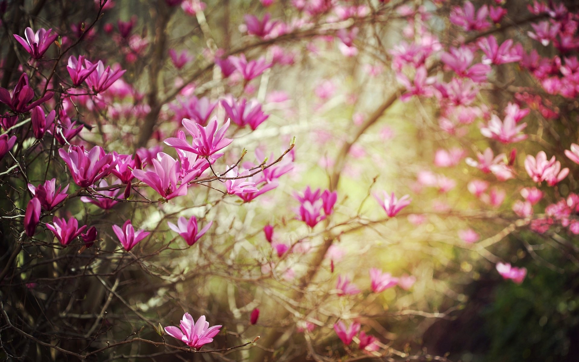 magnolia fleurs fleur floraison branches branches printemps nature