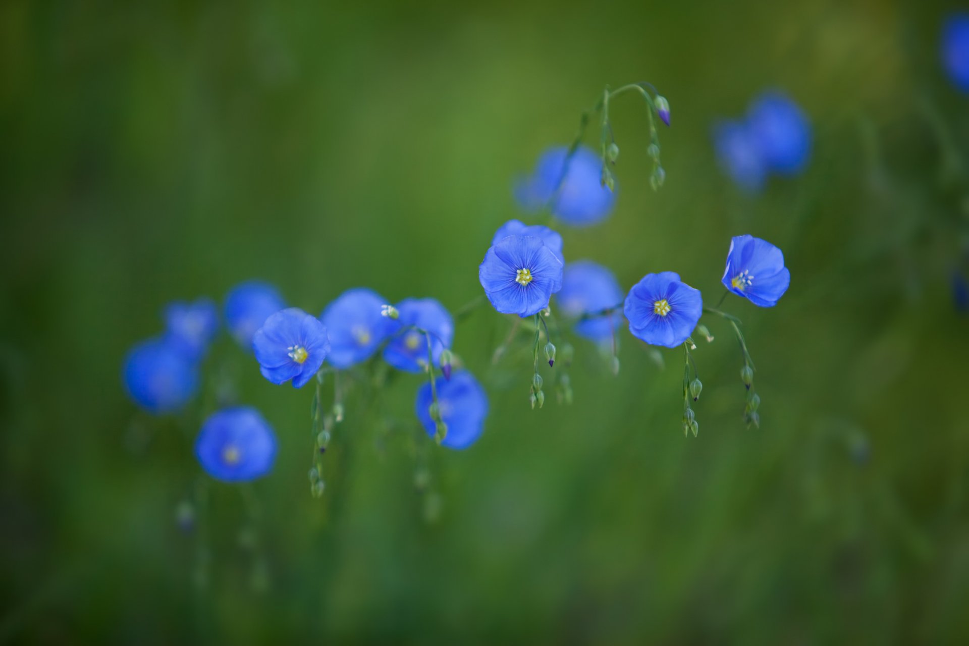 fleurs bleu fond vert