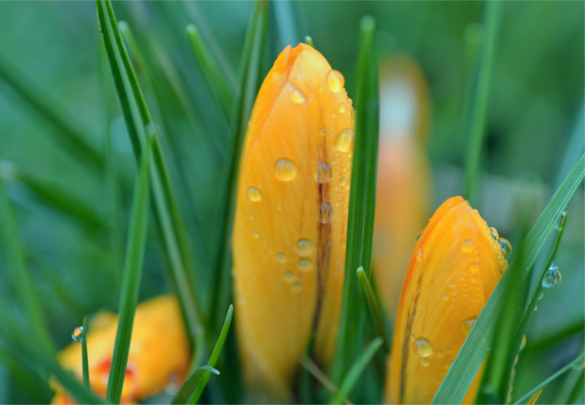 crocus jaune bourgeons vert herbe gouttelettes après la pluie printemps macro flou